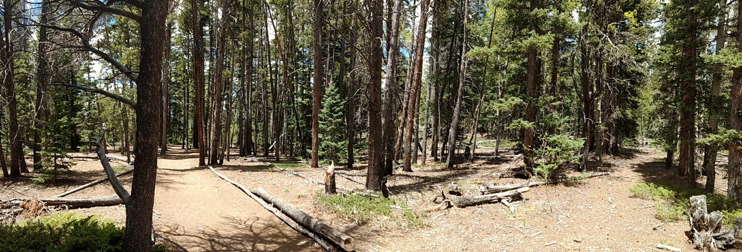 A panoramic view of a forested trail surrounded by tall trees, with a mix of evergreen and deciduous foliage. Sunlight filters through the branches, casting shadows on the dirt path lined with fallen logs and pine needles. The scene conveys a peaceful and natural outdoor setting. Colorado Trail: Kenosha Pass To Breckenridge mountain bike trail.
