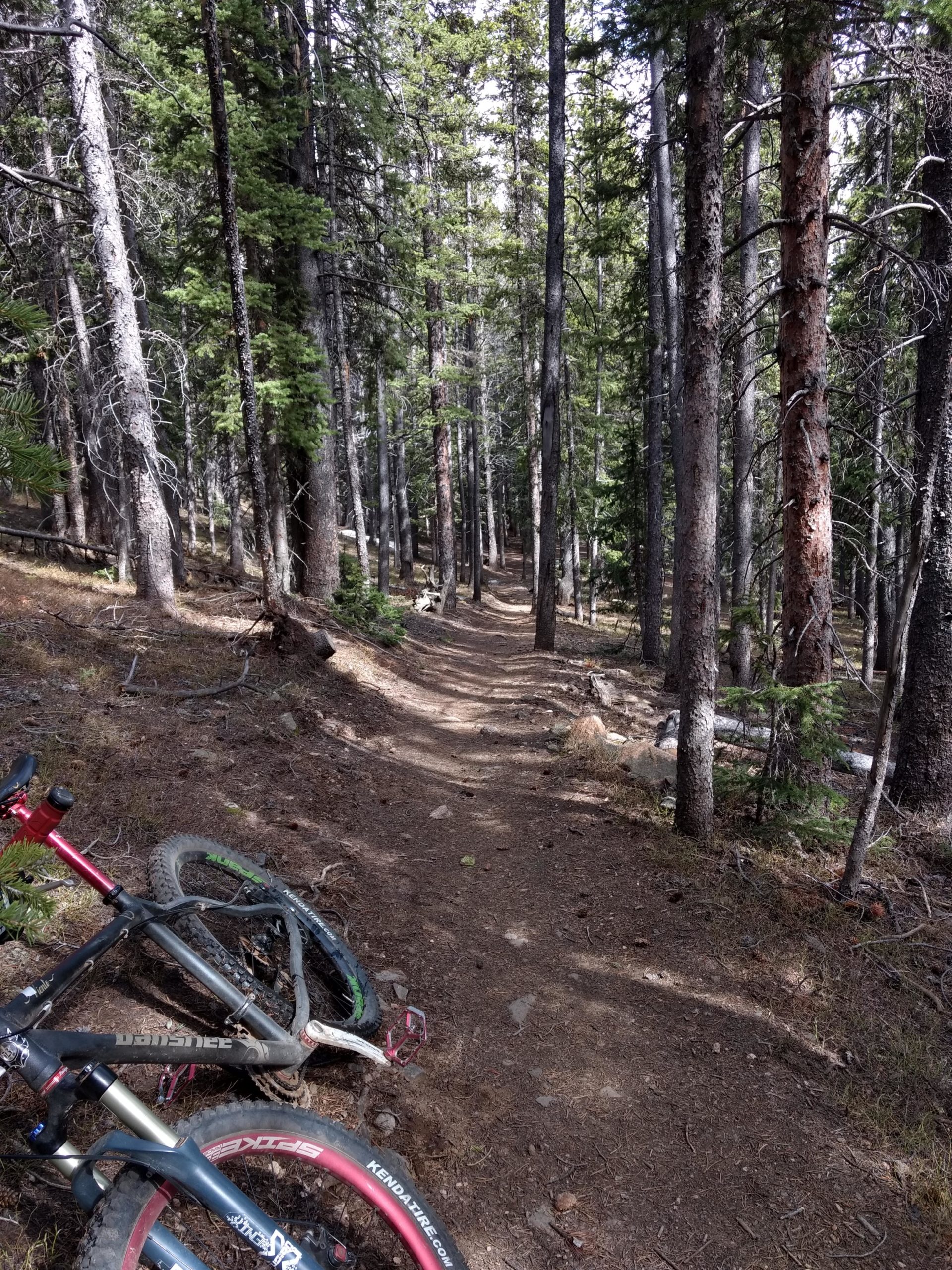 Alt text: A narrow dirt bike trail winding through a dense forest of tall pine trees. Two bicycles are leaning against the ground in the foreground, with visible dirt and pine needles on the trail. Colorado Trail: Kenosha Pass To Breckenridge mountain bike trail.