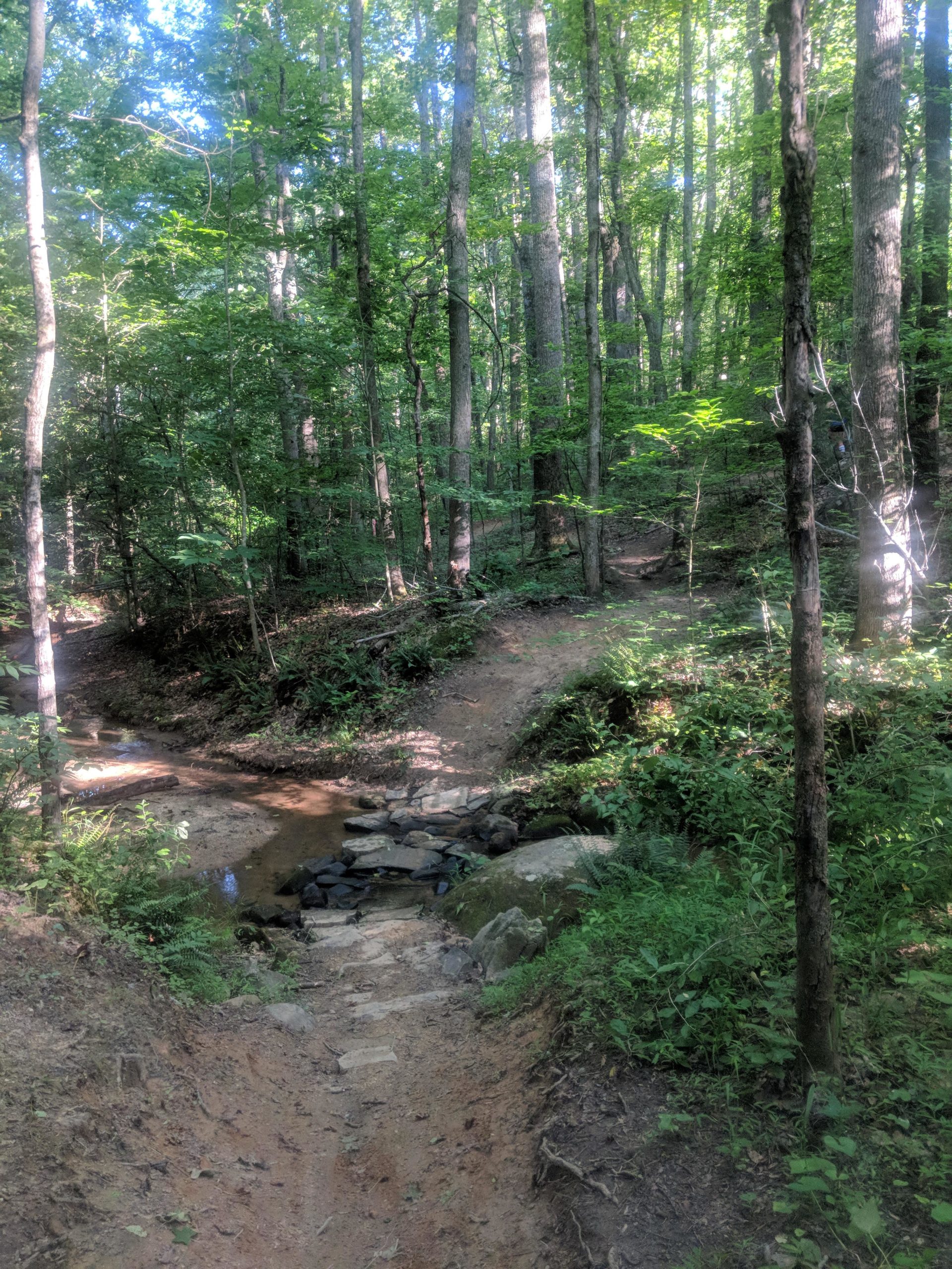A serene forest trail with lush green trees, a small stream flowing through, and a dirt path leading to a fork in the trail. The scene is illuminated by soft sunlight filtering through the leaves, creating a peaceful natural setting. Kernersville MTB park mountain bike trail.