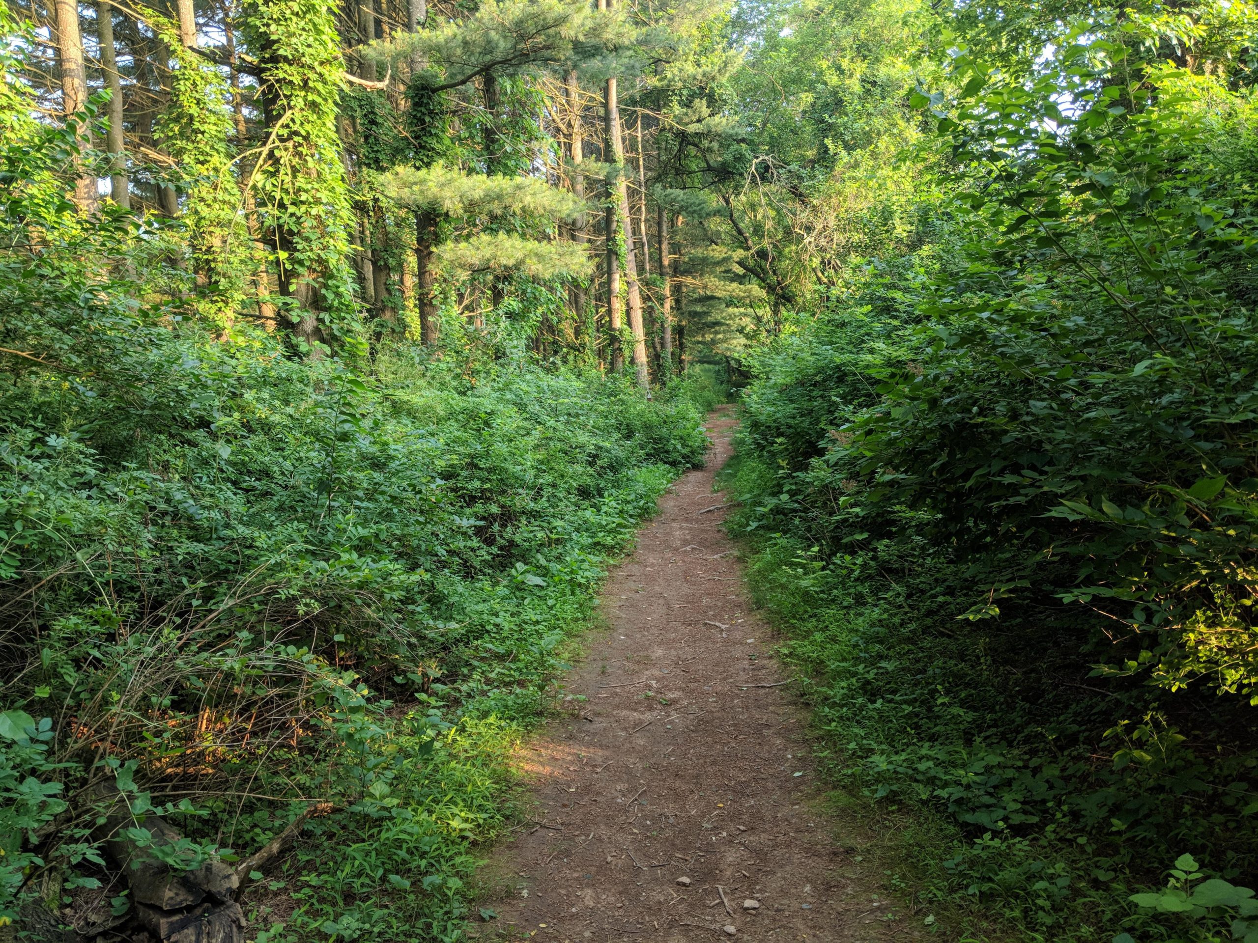 A narrow dirt path winding through a lush, green forest, flanked by tall trees and dense undergrowth, illuminated by sunlight filtering through the leaves. Hashawha mountain bike trail.