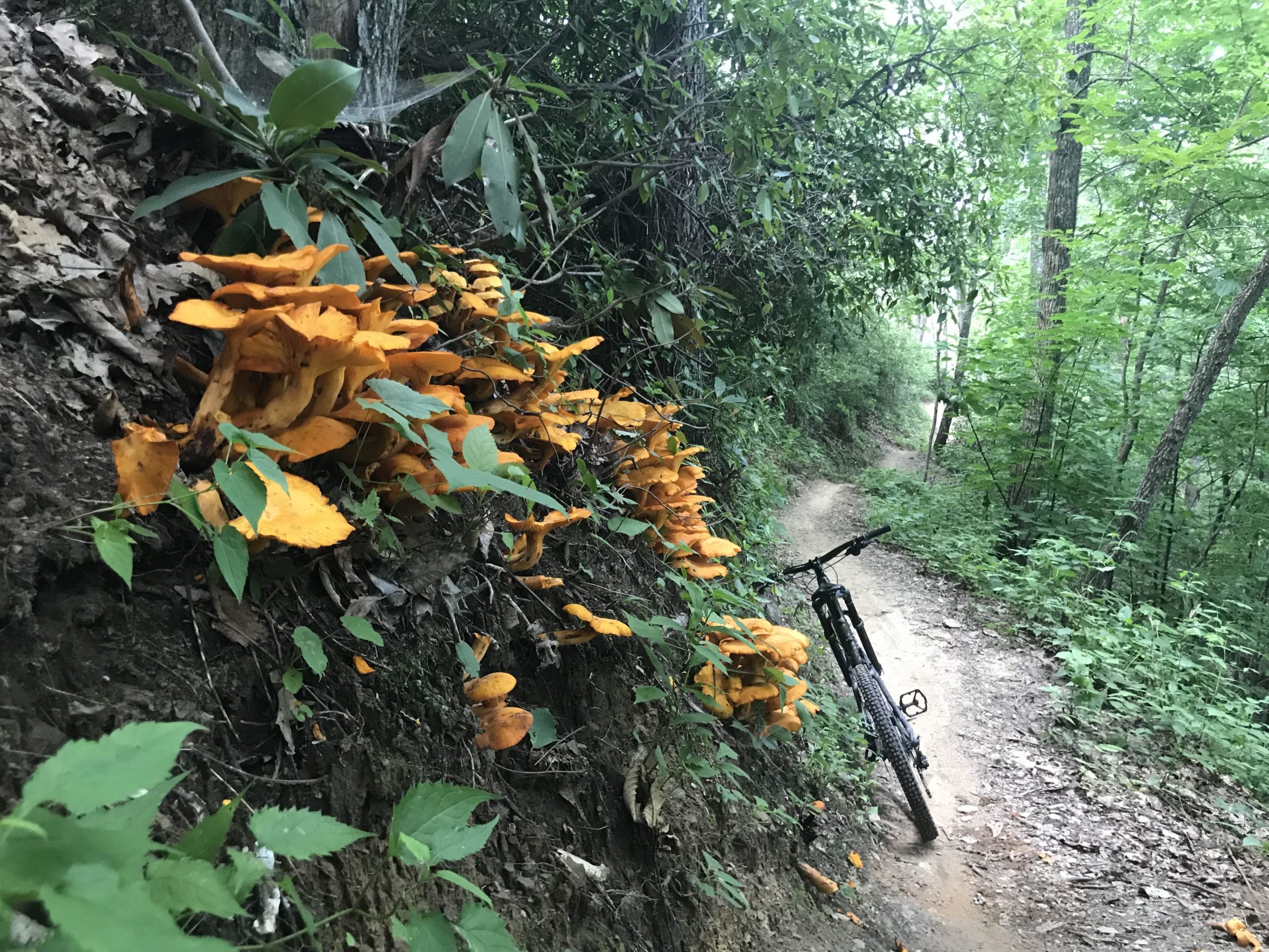 A mountain bike rests against a trail surrounded by vibrant orange mushrooms and lush green foliage in a forest setting. The narrow dirt path winds through the trees, highlighting the natural beauty of the area. Kitsuma mountain bike trail.