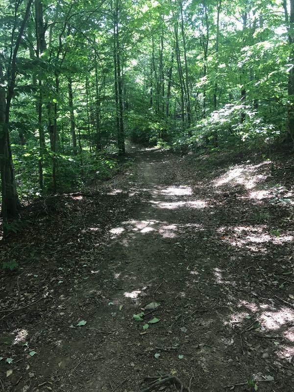 A dirt path winding through a lush green forest, surrounded by tall trees and dappled sunlight filtering through the leaves. The ground is covered with fallen leaves and small rocks, creating a natural, serene atmosphere. Russell Park Trails mountain bike trail.