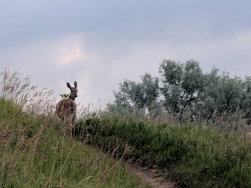 A deer standing on a grassy hill, looking back toward the camera, with a cloudy sky in the background and trees in the distance. Fort Lincoln Trail mountain bike trail.