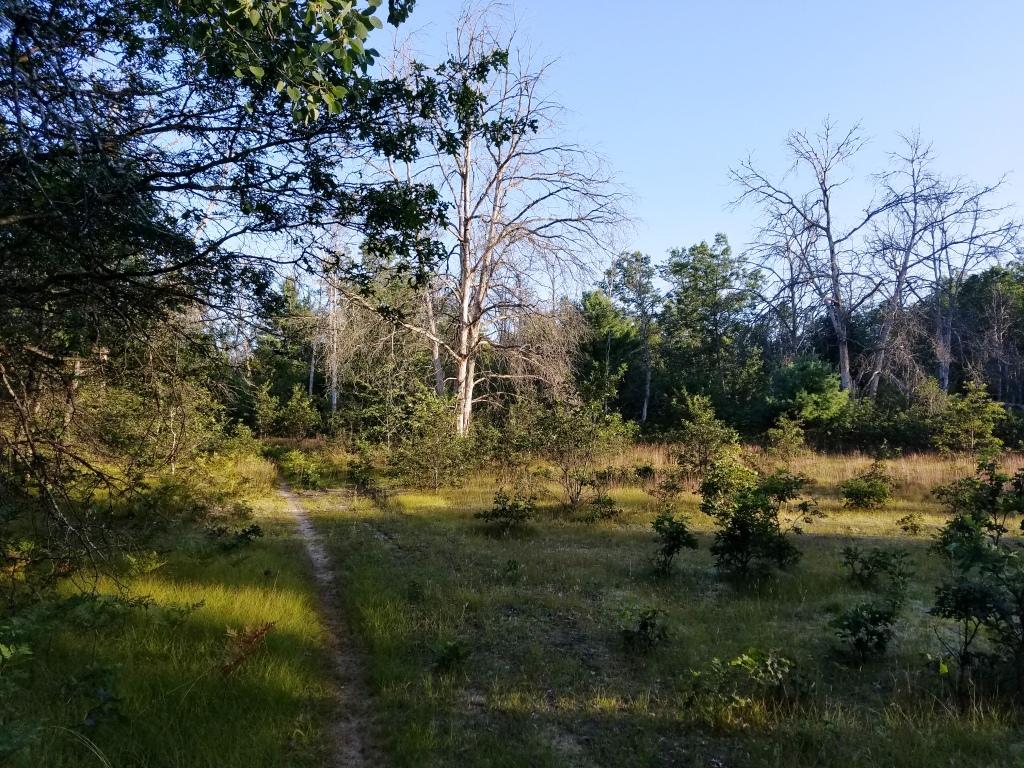 A serene forest scene featuring a narrow dirt path winding through a grassy area, surrounded by various trees, including some bare branches and dense foliage. The sky is clear, suggesting a bright day. Hanson Hills mountain bike trail.