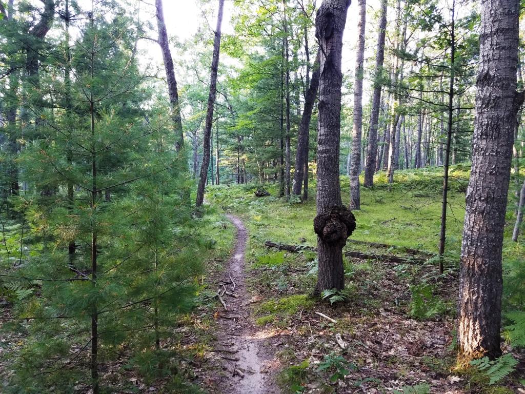 A narrow dirt path winding through a lush forest, surrounded by tall trees and dense greenery. Ferns and small plants are visible on the forest floor, with sunlight filtering through the leaves, creating a serene and tranquil atmosphere. Hanson Hills mountain bike trail.