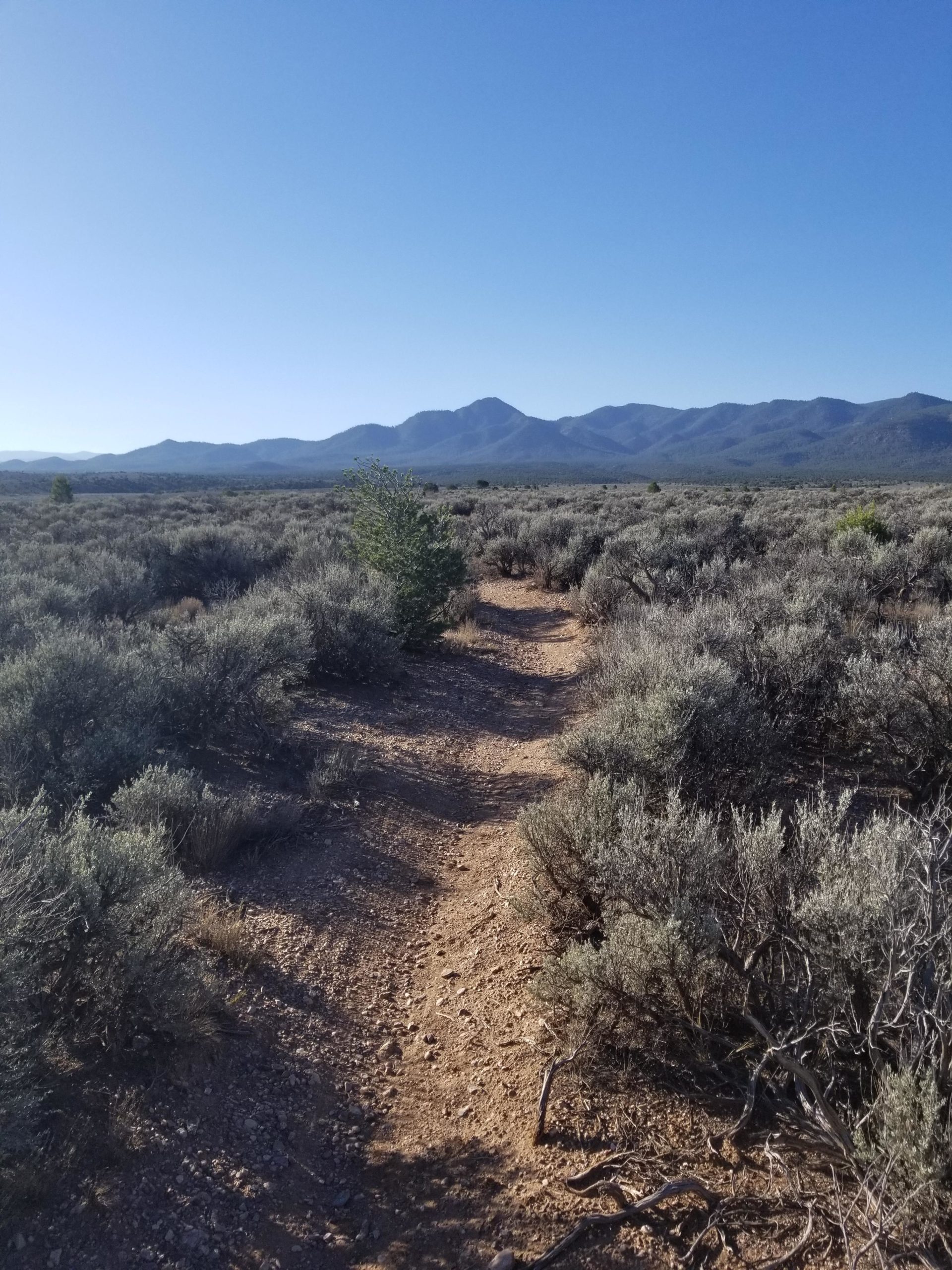 A dirt trail meandering through a landscape of sparse vegetation and shrubs, with a backdrop of mountains under a clear blue sky. Taos Valley Overlook mountain bike trail.