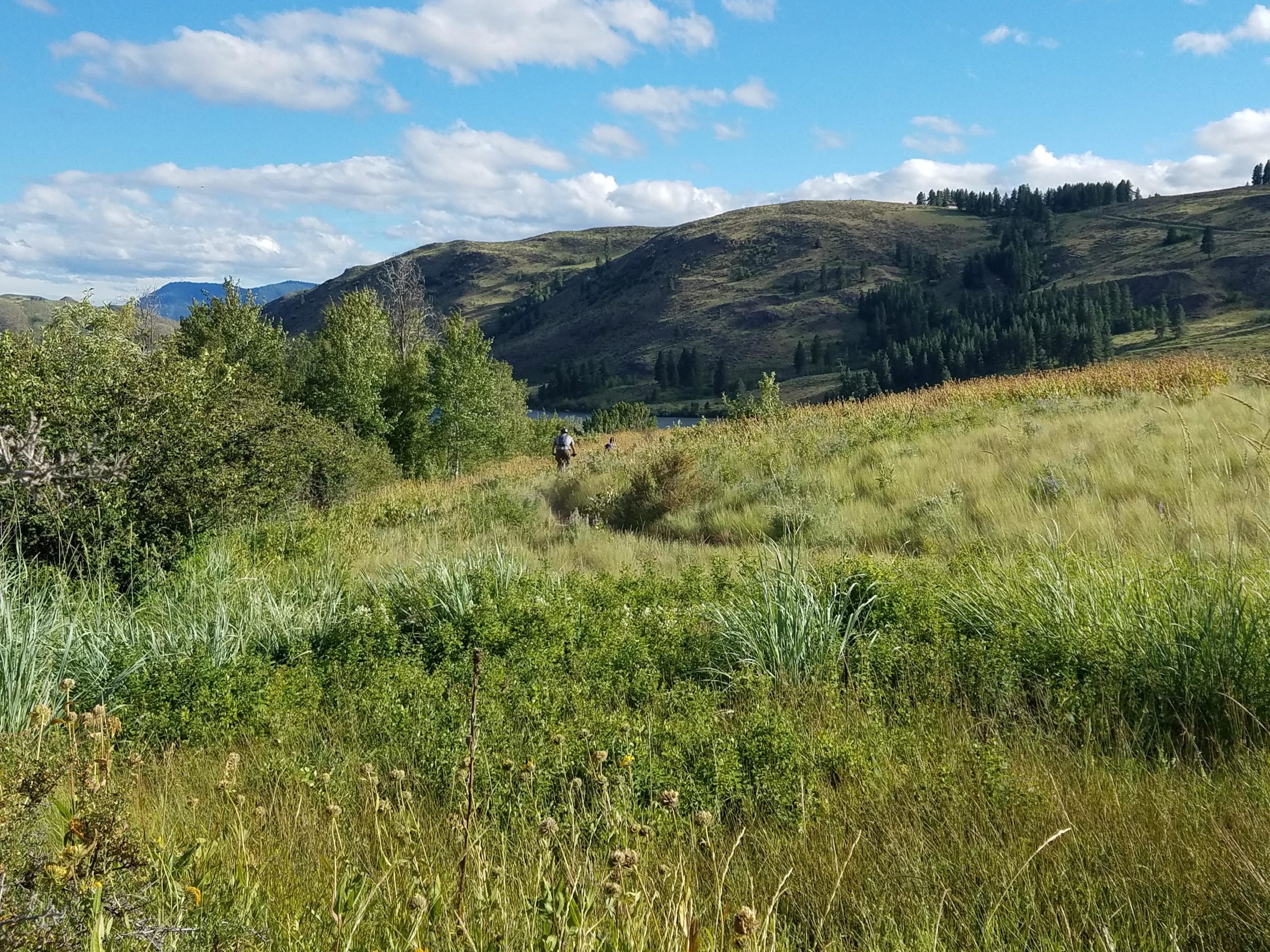 A serene landscape featuring rolling hills under a blue sky with fluffy clouds. The foreground is filled with tall grasses and shrubs, while a few people walk along a path, surrounded by greenery. In the distance, a calm body of water reflects the scenery, and more trees cover the hillside. Pearrygin Lake Loop mountain bike trail.