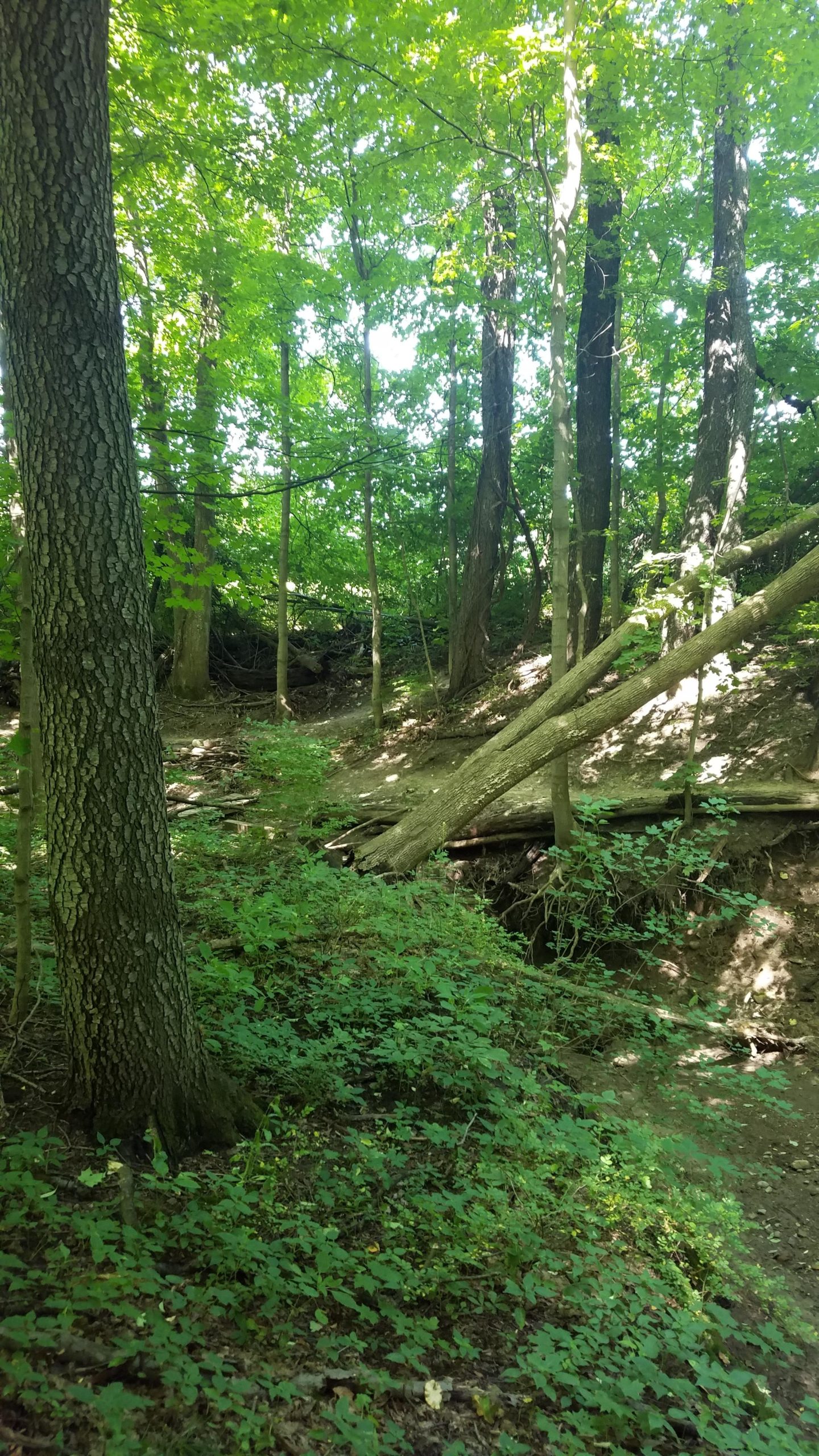 A tranquil forest scene featuring tall trees with green leaves, sunlight filtering through the canopy, and a small, uneven path winding through vibrant underbrush. Several fallen logs and scattered rocks are visible on the ground, creating a natural and serene environment. Andrew's University Trail mountain bike trail.