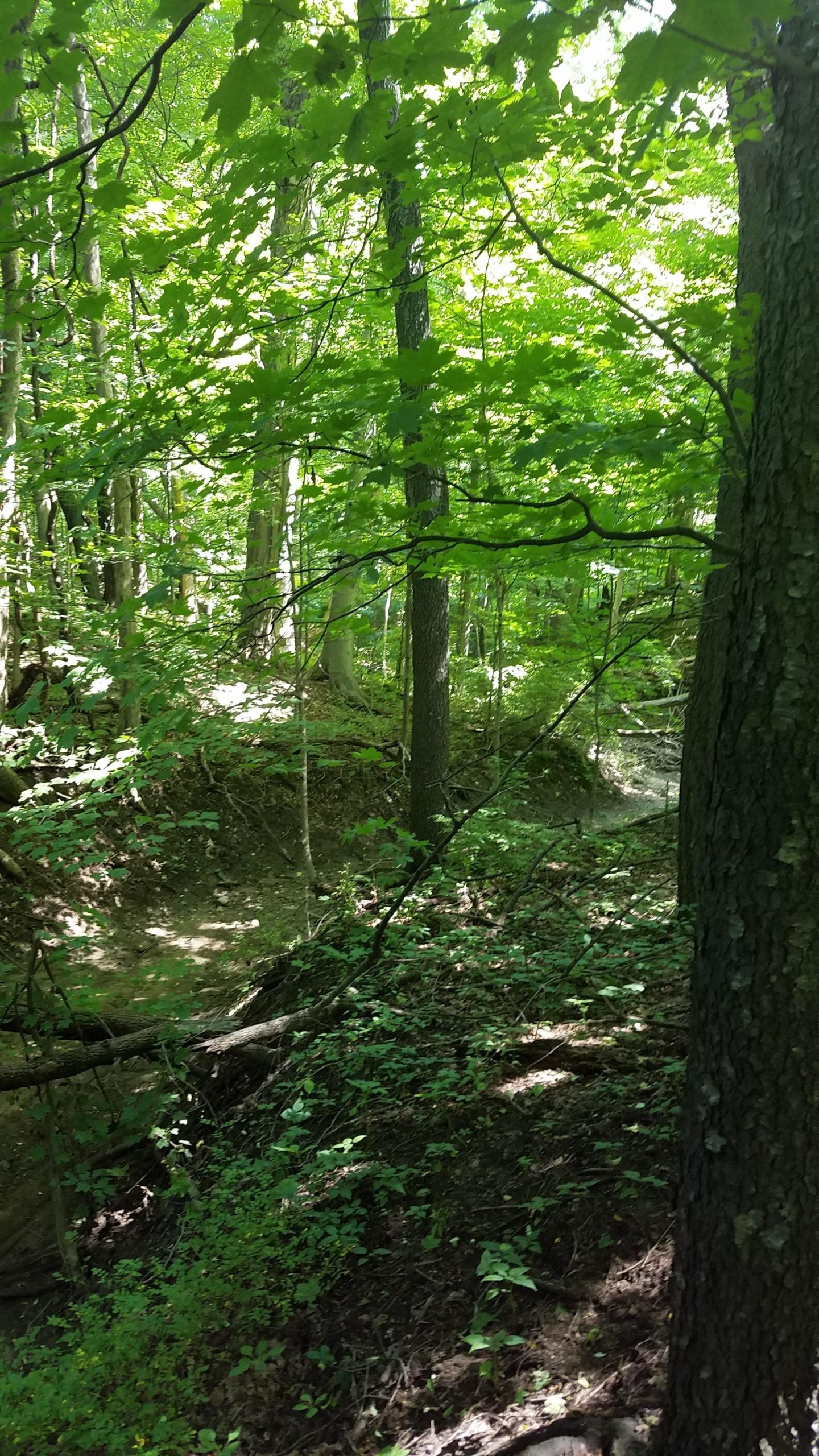 A lush green forest scene, featuring tall trees and dense foliage. Sunlight filters through the leaves, illuminating a winding dirt path that leads into the woods. Various shades of green dominate the landscape, with some areas shaded and others brightly lit. Andrew's University Trail mountain bike trail.