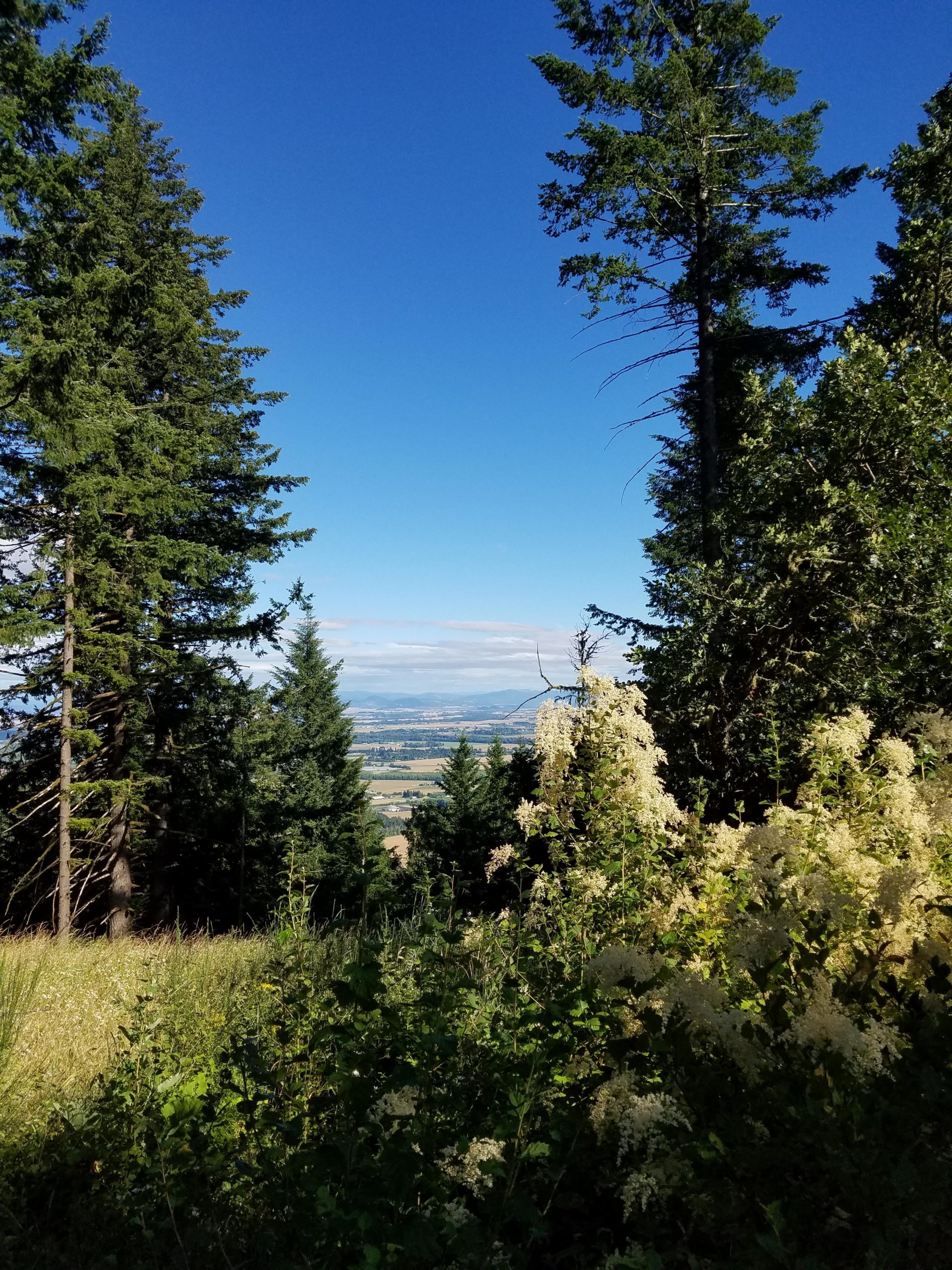 A scenic view from a forested area, featuring tall evergreen trees on either side, with a bright blue sky above. In the foreground, there are patches of green foliage and flowering plants, while in the background, a landscape of rolling hills and fields is visible. McDonald / Dunn Forests mountain bike trail.