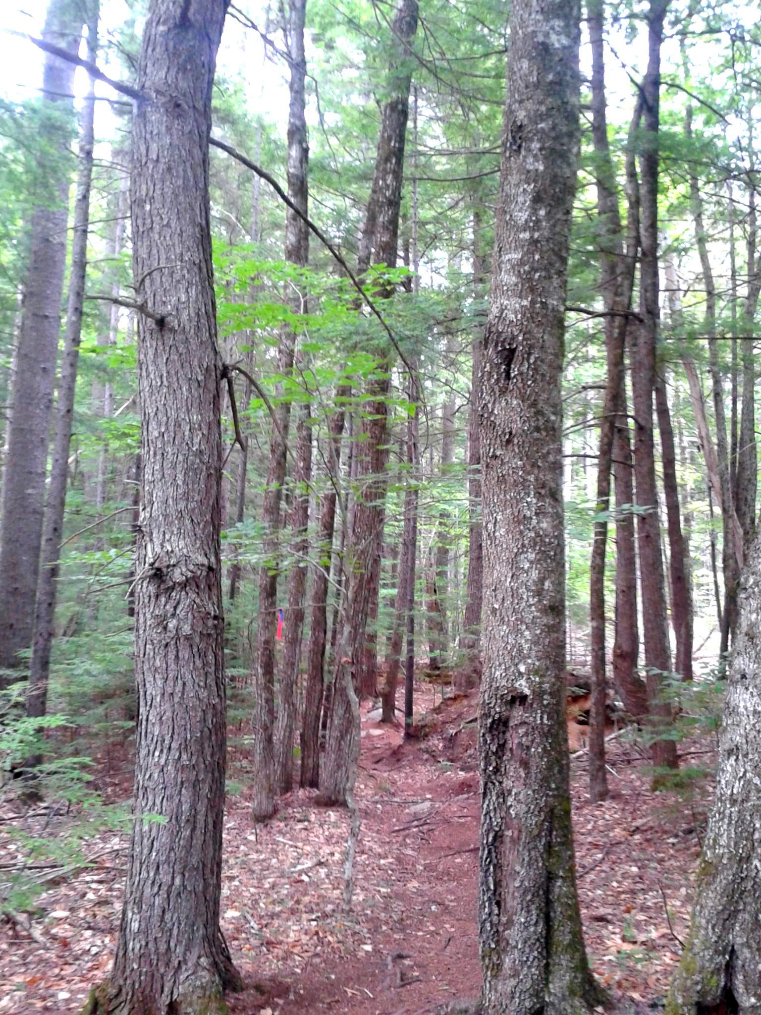 A narrow dirt path winding through a lush green forest with tall trees, leaves, and patches of underbrush. A small section of the trail is marked with a bright colored flag. Shumway / Lemon Squeezer / Muzzy mountain bike trail.