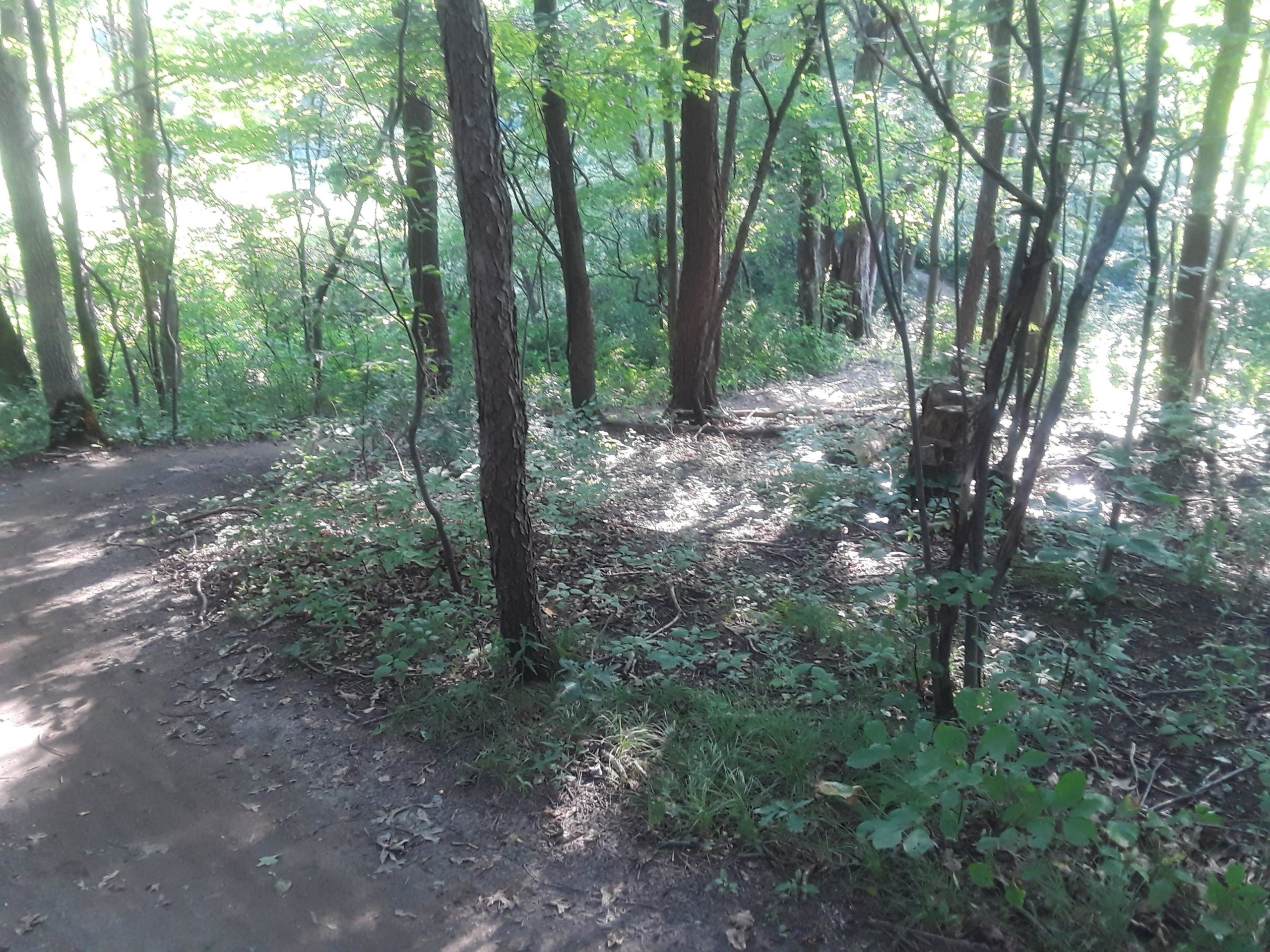 A sunlit forest path winding through trees and underbrush, with dappled light filtering through the leaves. The scene is lush and green, creating a serene, natural atmosphere. Pontiac Lake mountain bike trail.
