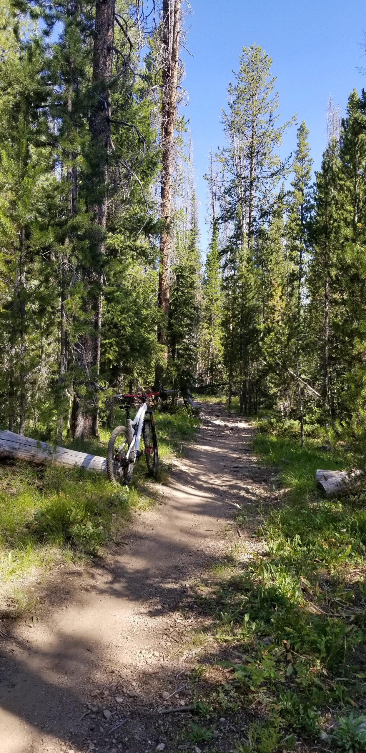 A scenic forest path with a mountain bike parked beside it, surrounded by tall trees and greenery under a clear blue sky. Elk Meadows Loop mountain bike trail.
