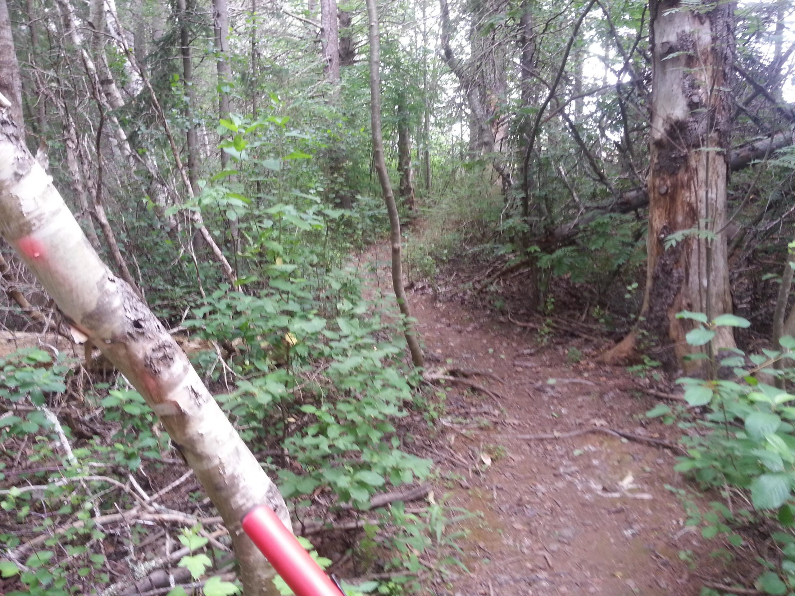 A narrow dirt trail winding through a dense forest, surrounded by greenery, with trees and shrubs lining both sides. A partially visible tree trunk with a red marking and a hiking pole in the foreground. Charlottetown Old Landfill Trail mountain bike trail.