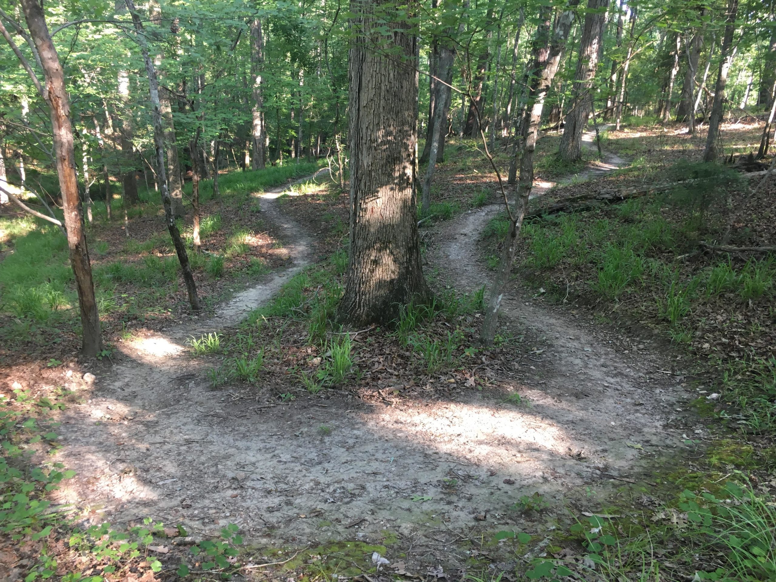 A winding dirt path in a lush forest, surrounded by trees and green foliage. The trail curves around a large tree and is partially illuminated by sunlight, creating a serene and inviting atmosphere. Harbison State Forest mountain bike trail.