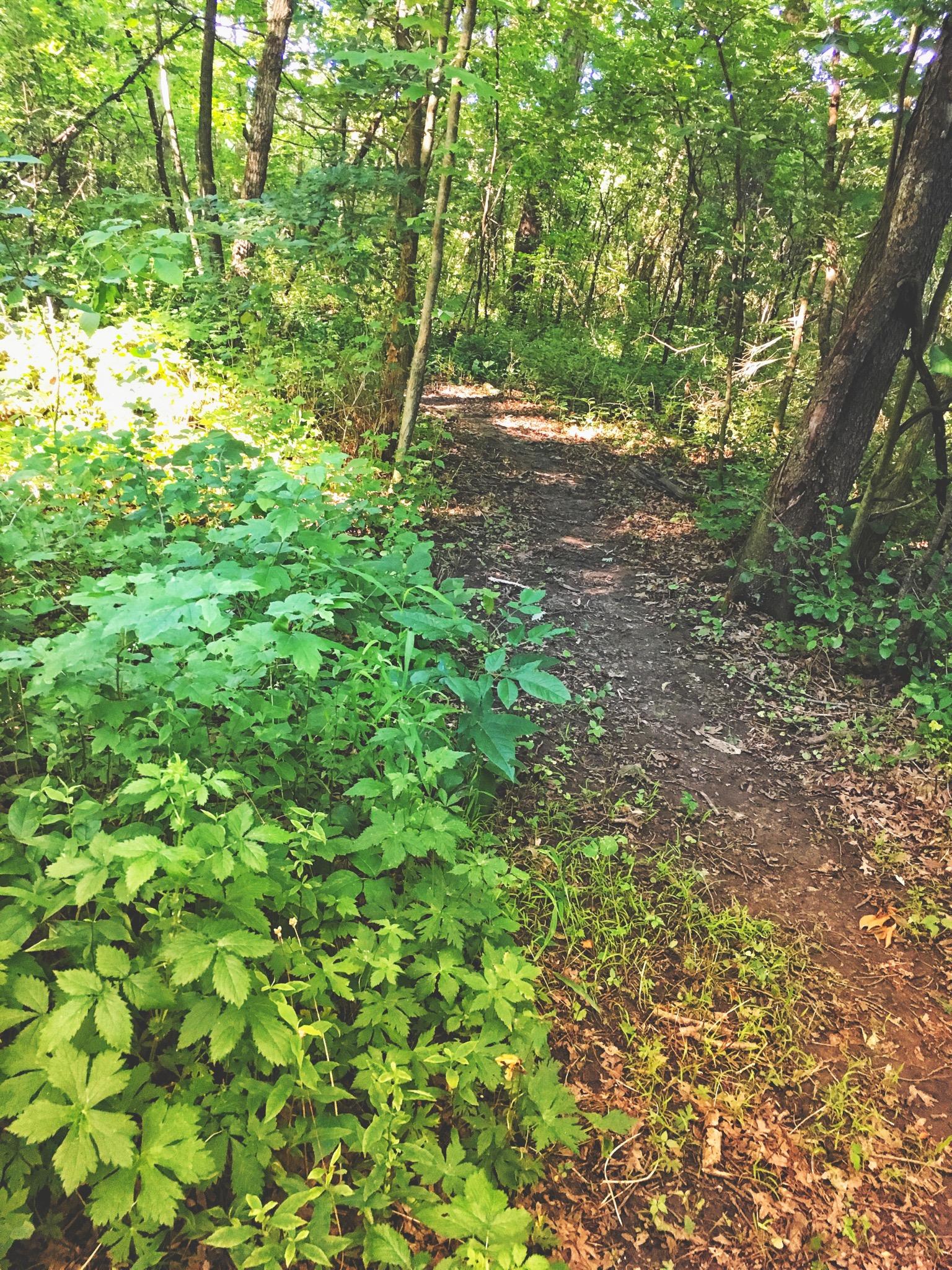 A narrow dirt path winding through a lush green forest, surrounded by dense foliage and trees. The sunlight gently illuminates parts of the trail, highlighting various shades of green and earthy tones along the edges. Rockport Park MTB mountain bike trail.
