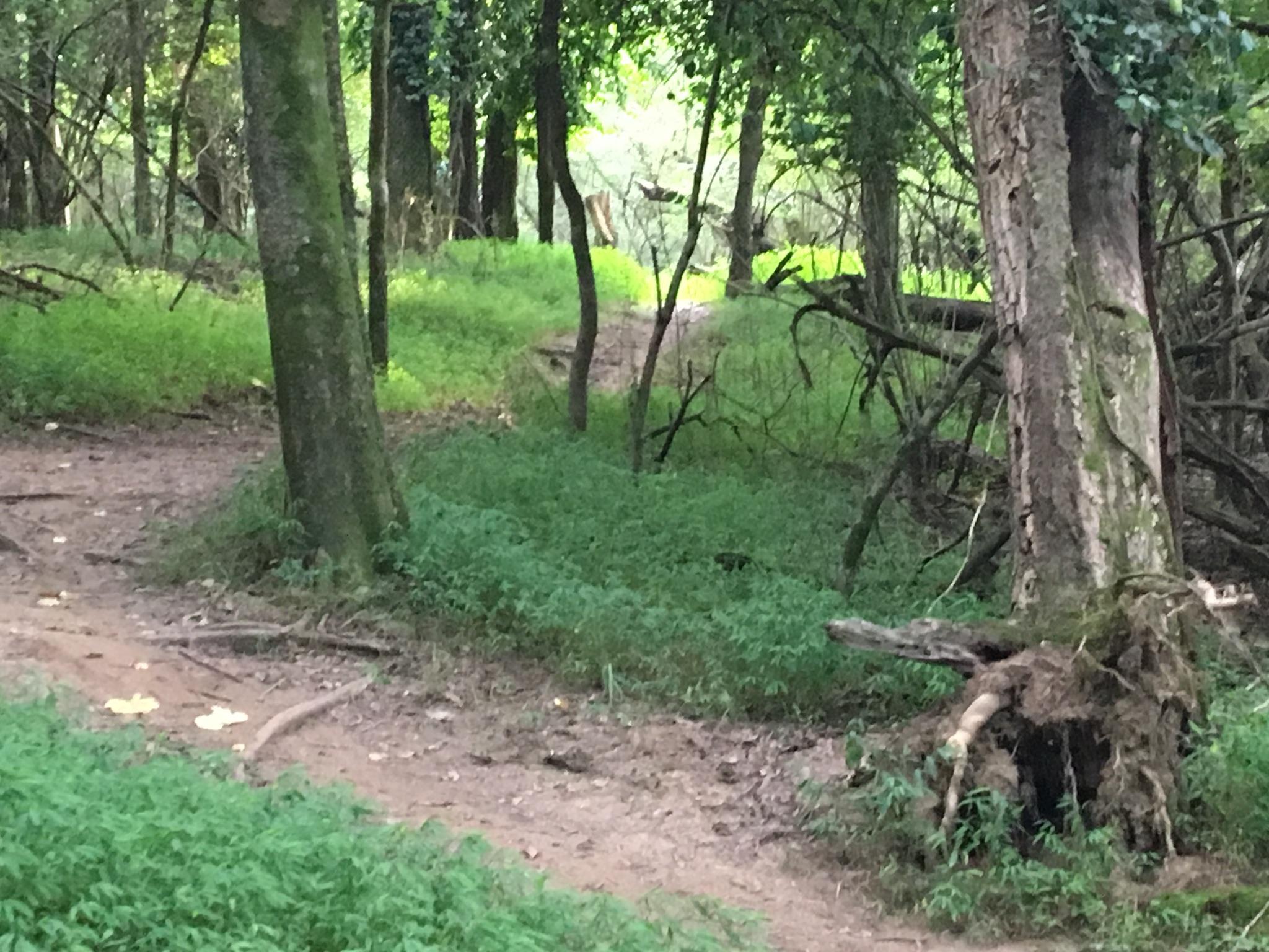 A serene forest scene featuring a winding dirt path surrounded by lush green vegetation and tall trees. Sunlight filters through the canopy, illuminating patches of grass and foliage along the trail. Lock 4 mountain bike trail.