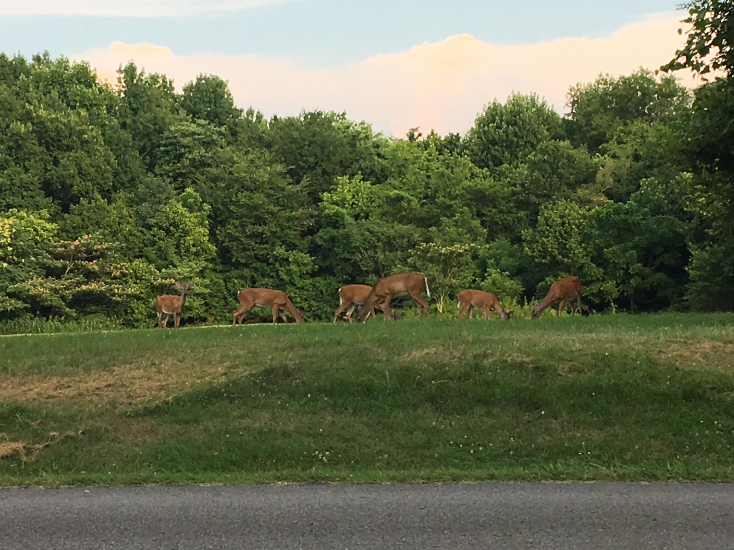 A group of several deer grazing on a grassy area near a wooded background, with trees and a cloudy sky visible in the distance. Lock 4 mountain bike trail.