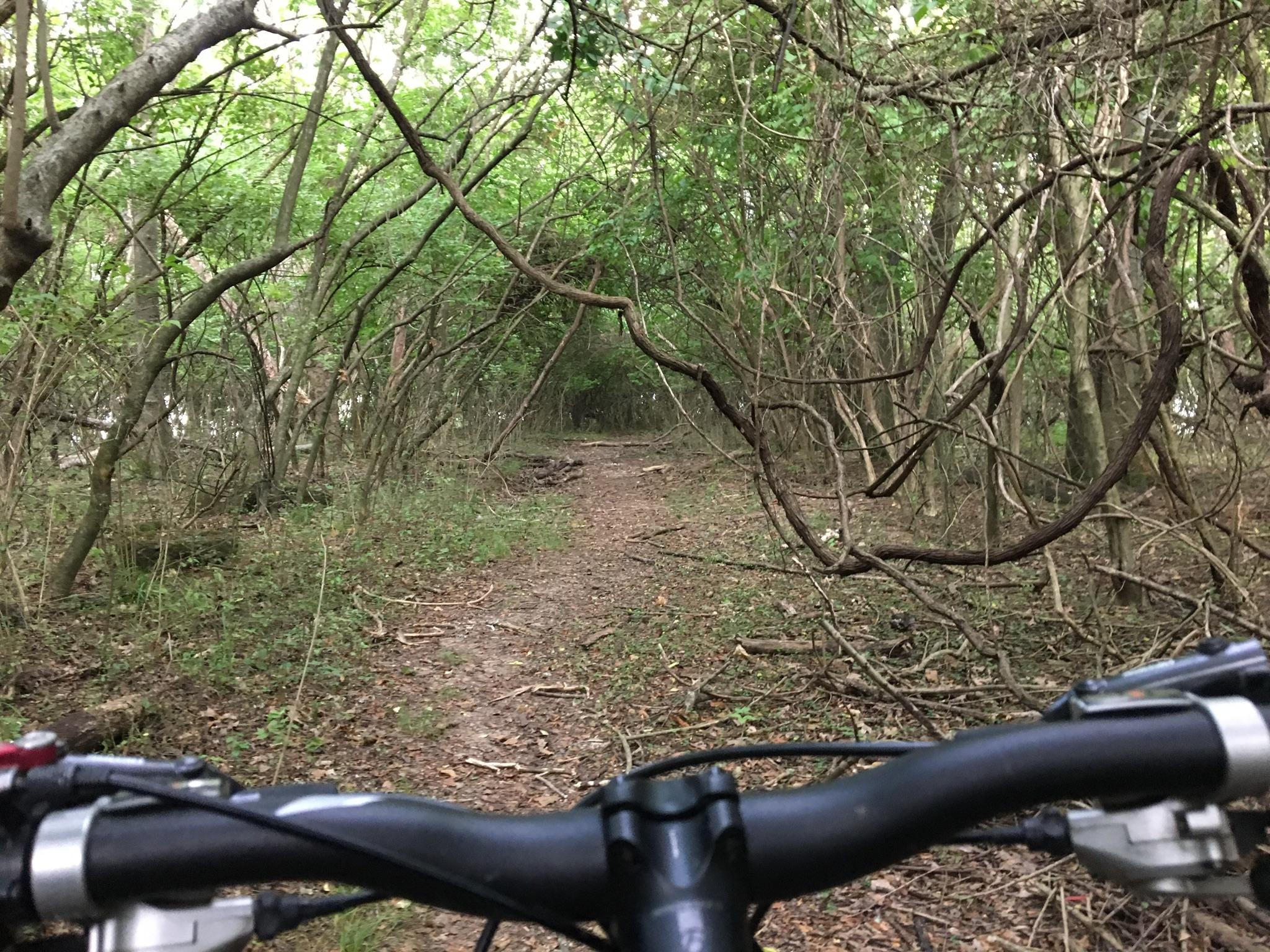 A view from the handlebars of a mountain bike looking down a narrow, wooded trail surrounded by dense greenery and trees, with branches arching over the path. The ground is earthy with scattered twigs and leaves, suggesting a natural setting for cycling. Lock 4 mountain bike trail.