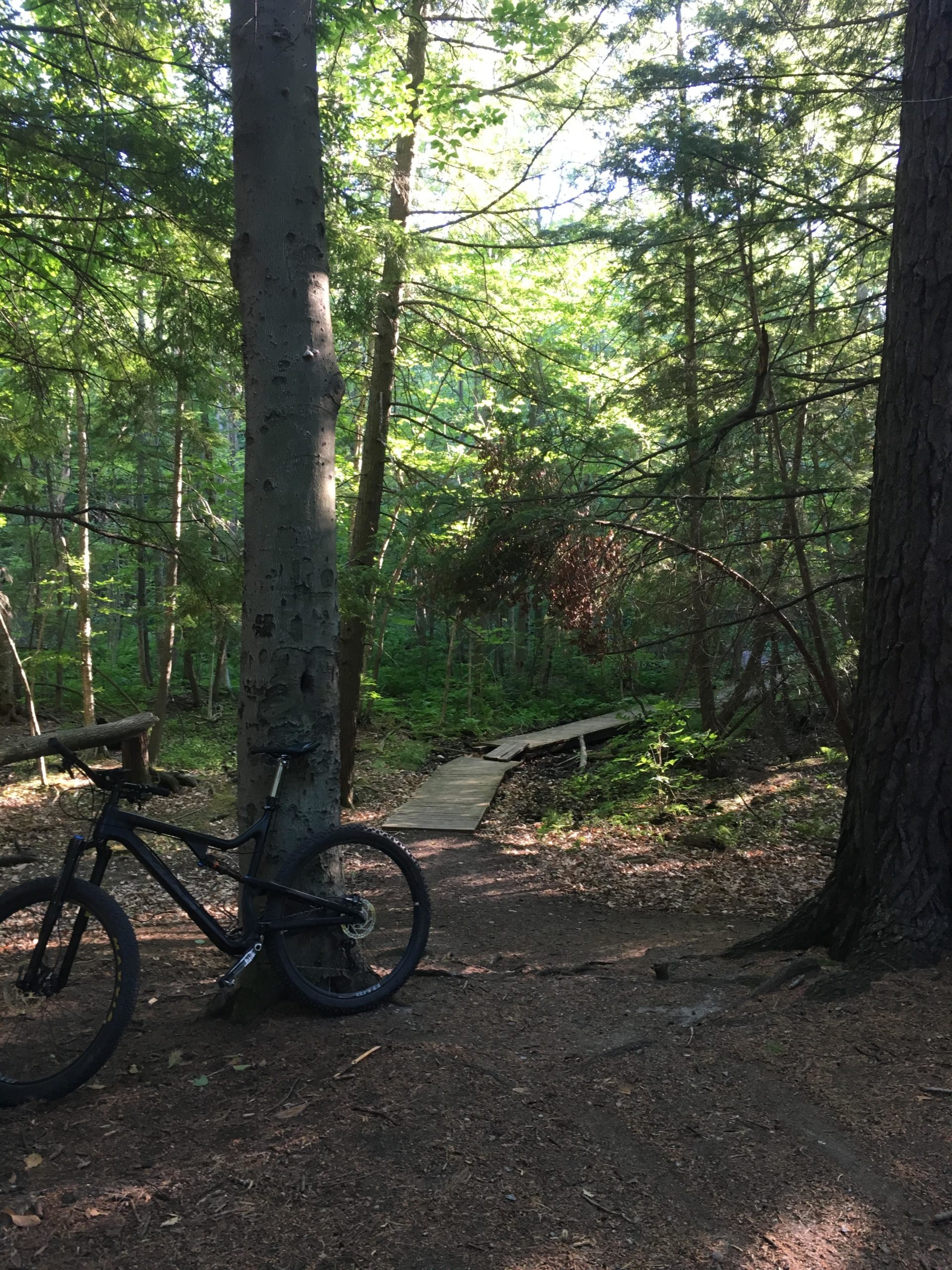 A mountain bike leaning against a tree on a dirt trail in a dense, green forest, with sunlight filtering through the leaves and a wooden bridge crossing over a small area of the trail. Stony Swamp Conservation Area Trails mountain bike trail.
