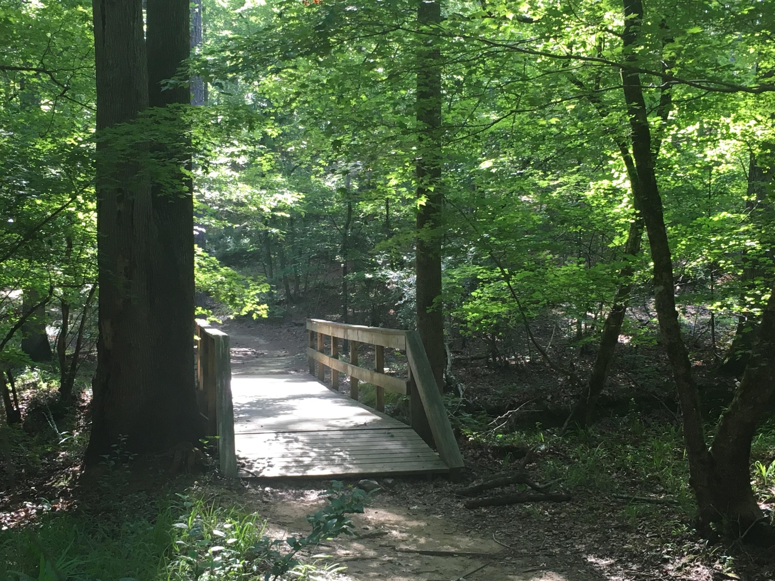 A wooden bridge in a sun-dappled forest, surrounded by lush green trees and foliage, leading to a winding path. Harbison State Forest mountain bike trail.