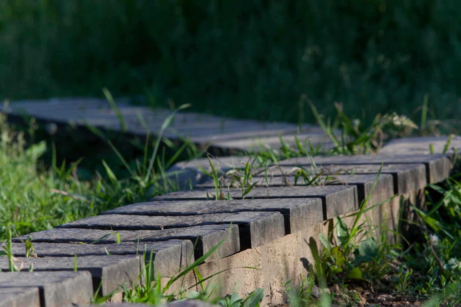 A series of wooden planks forming a pathway through a grassy area, partially covered with green grass and small plants, with a blurred background of greenery. Lebanon Hills mountain bike trail.