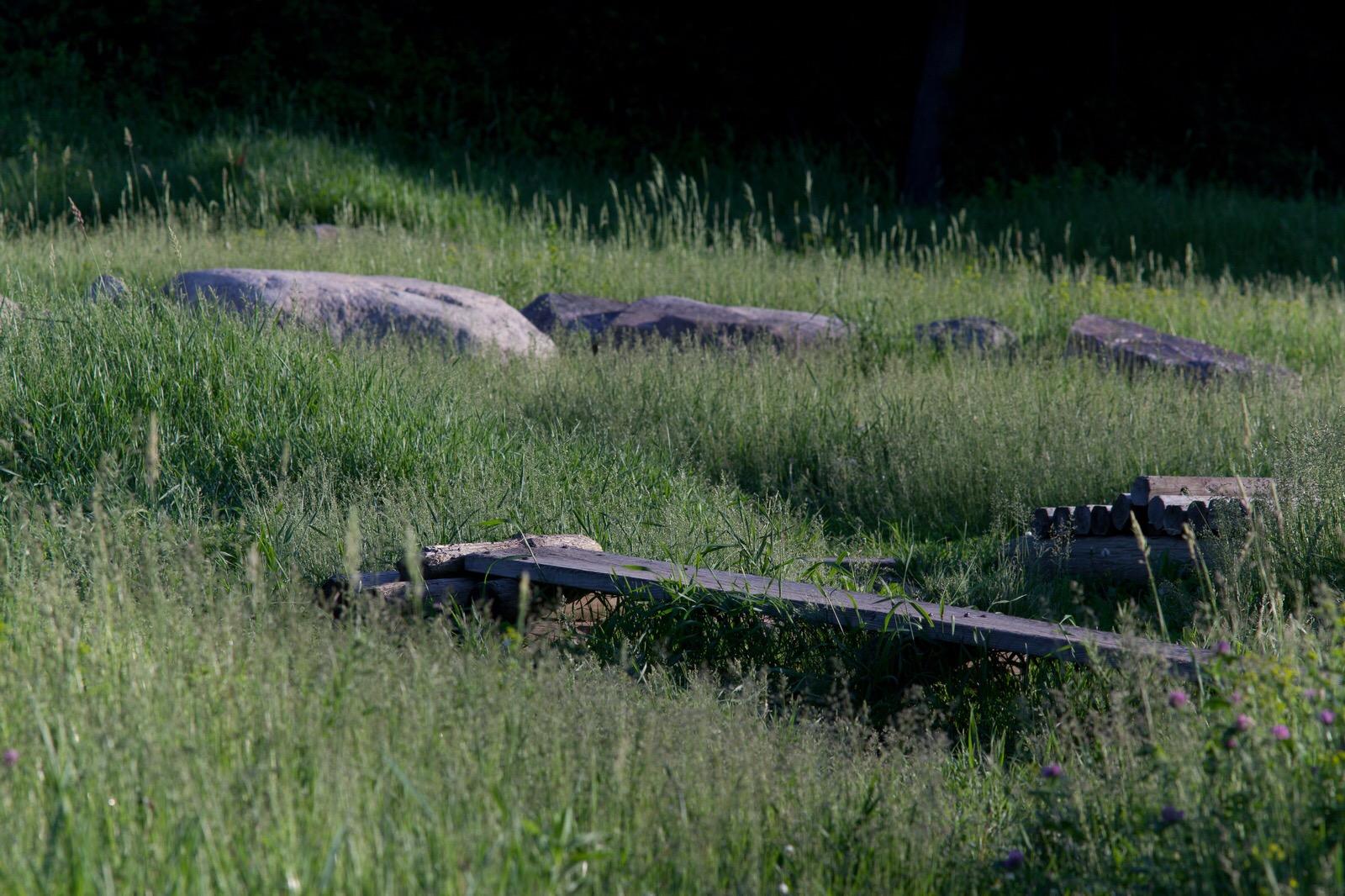 A serene outdoor scene featuring a patch of tall, green grass with scattered rocks in the background. A weathered wooden plank lies partially obscured by the grass, suggesting a rustic and natural landscape. Sunlight casts a soft glow over the area, enhancing the tranquil atmosphere. Lebanon Hills mountain bike trail.