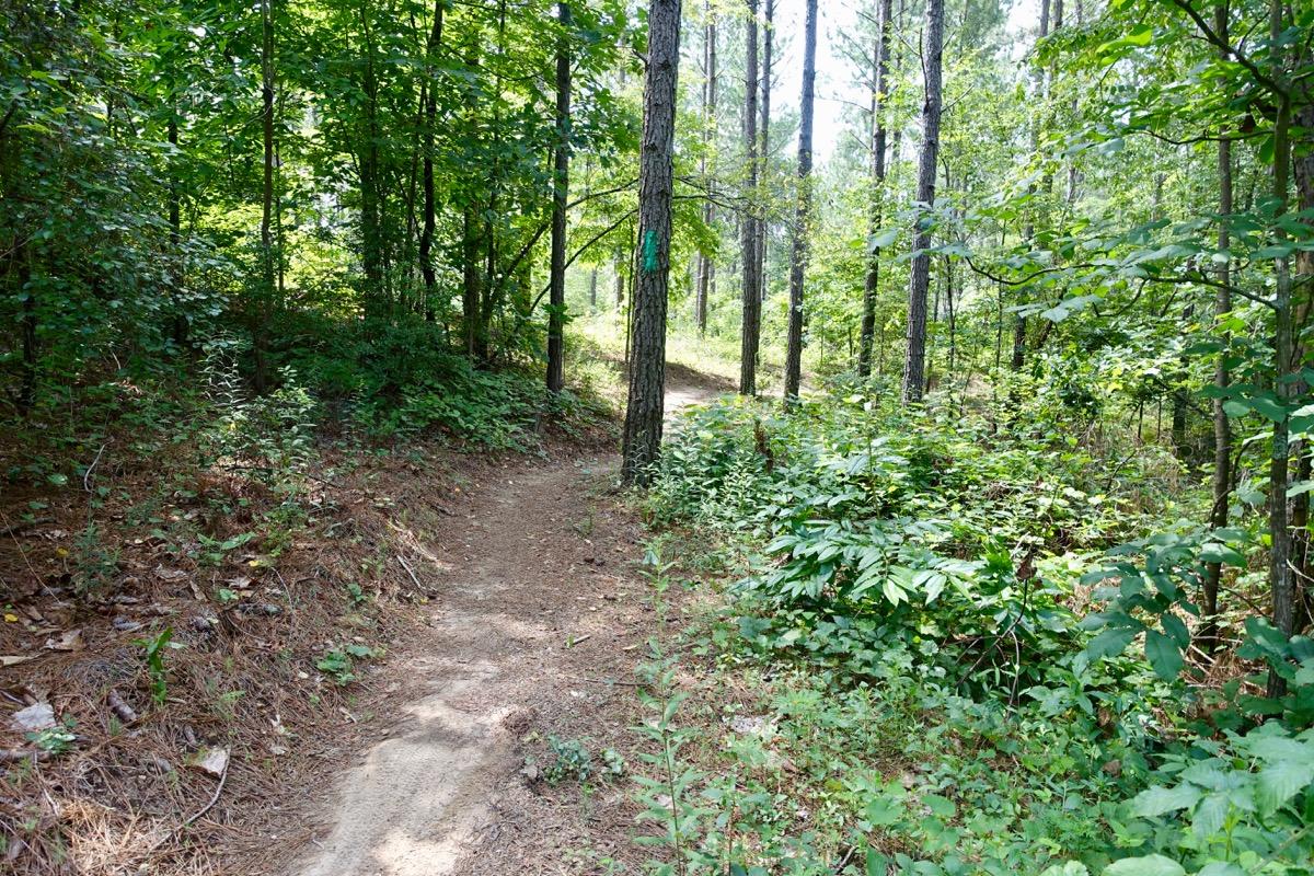 A winding dirt path through a lush green forest, surrounded by tall trees and dense undergrowth. Sunlight filters through the leaves, creating a serene and inviting atmosphere. The path diverges into two directions, encouraging exploration and adventure in nature. Talking Rock Nature Preserve mountain bike trail.