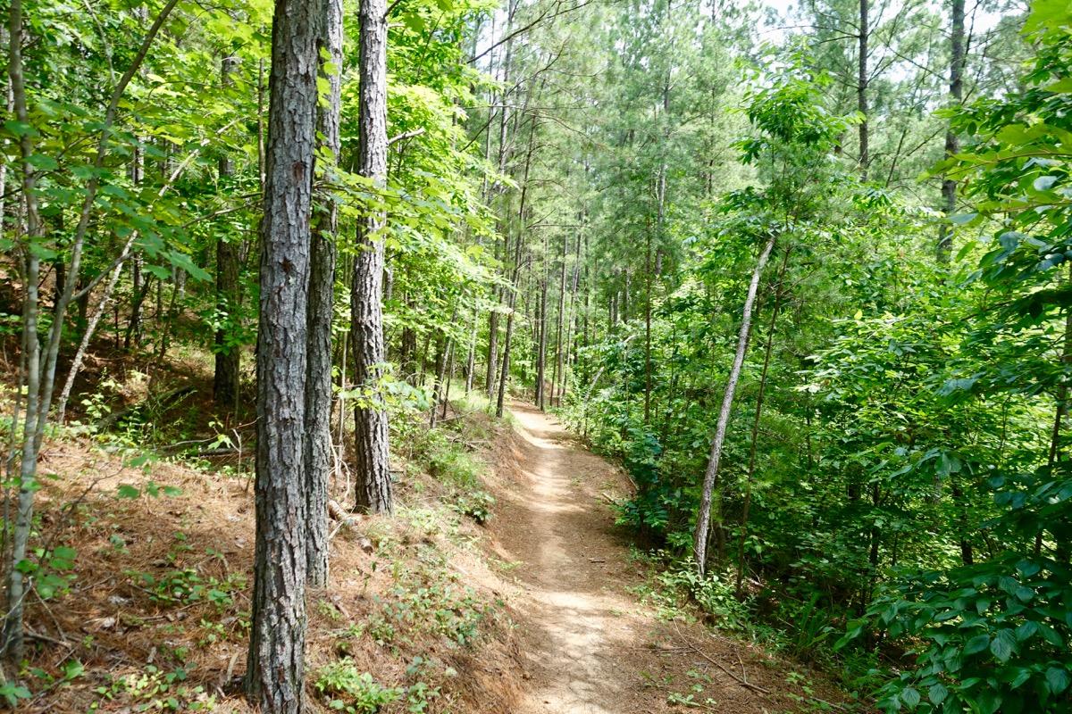 A narrow dirt path winding through a lush green forest, lined with tall trees and dense foliage. The scene is illuminated by natural light filtering through the leaves, creating a peaceful and inviting atmosphere. Talking Rock Nature Preserve mountain bike trail.
