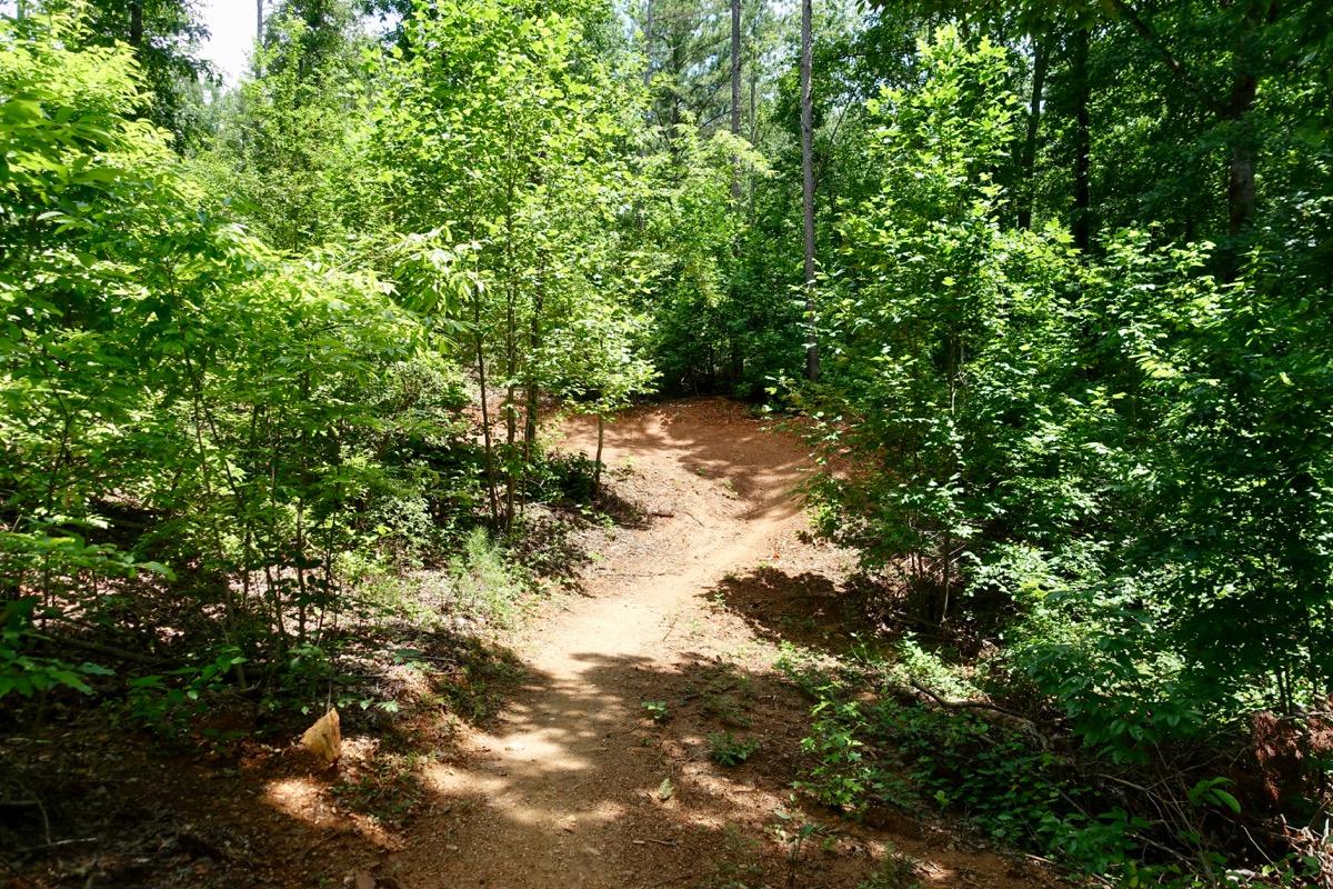 A winding dirt path through a lush green forest, surrounded by tall trees and dense vegetation. The sunlight filters through the leaves, creating dappled shadows on the ground. Talking Rock Nature Preserve mountain bike trail.