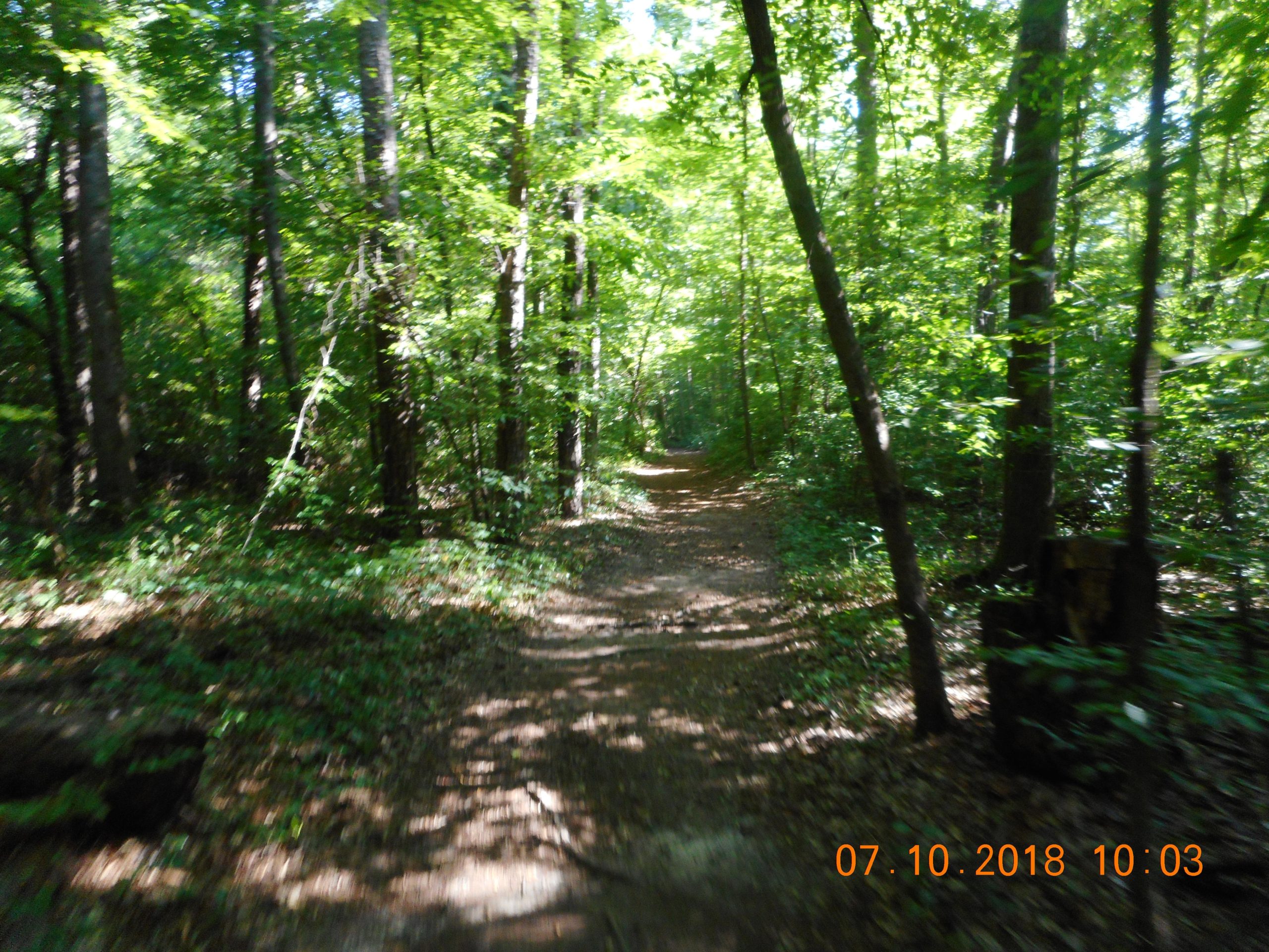A sunlit trail winding through a lush green forest, surrounded by tall trees and dense foliage. The ground is covered with leaves, and dappled sunlight filters through the canopy above, creating a serene and inviting atmosphere. Yellow River mountain bike trail.