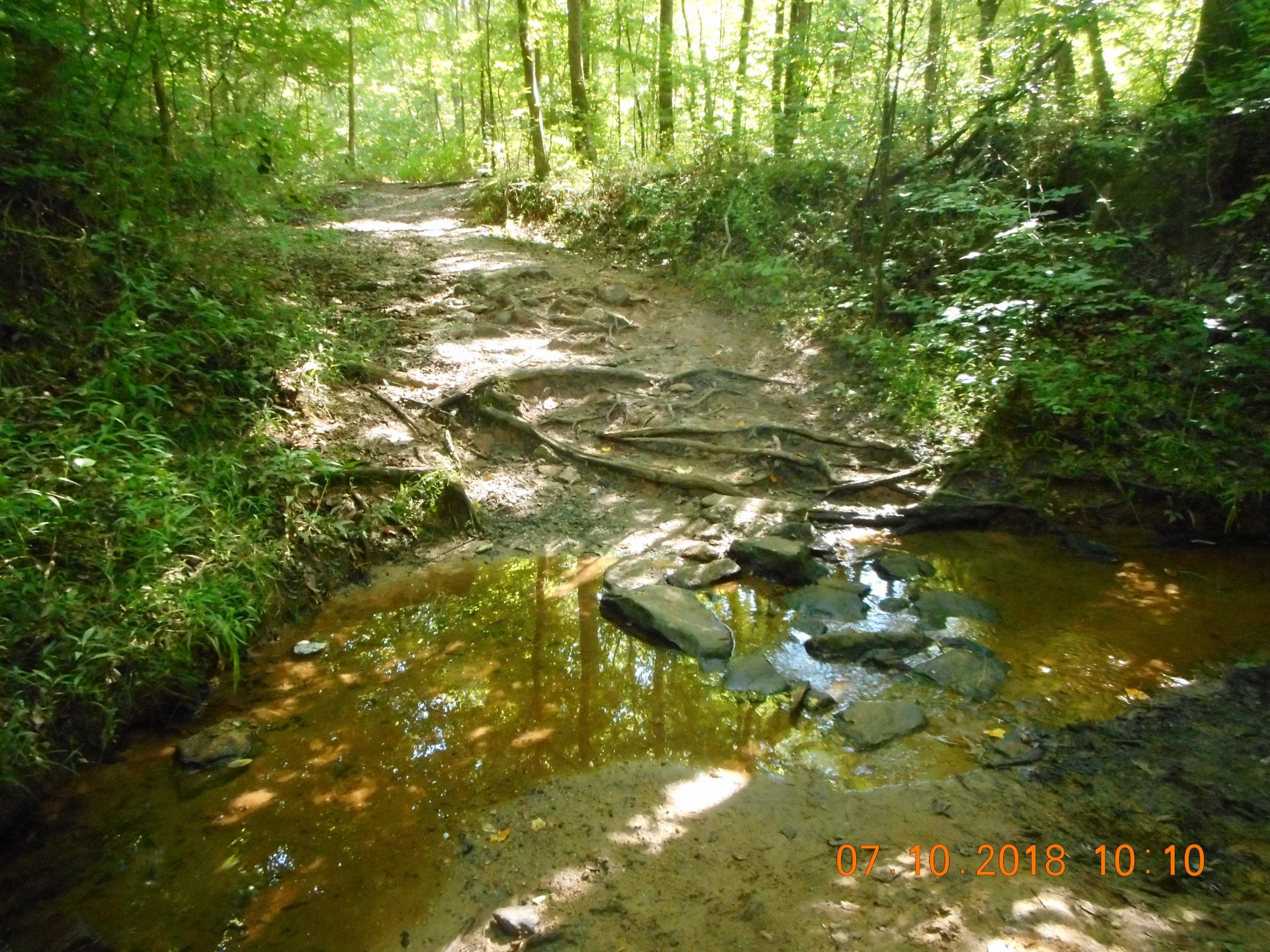 A sunlit forest path with a muddy trail leading to a shallow stream. The ground is uneven with exposed tree roots and scattered rocks, surrounded by lush greenery and trees. The water reflects the surrounding foliage, creating a serene natural scene. Yellow River mountain bike trail.