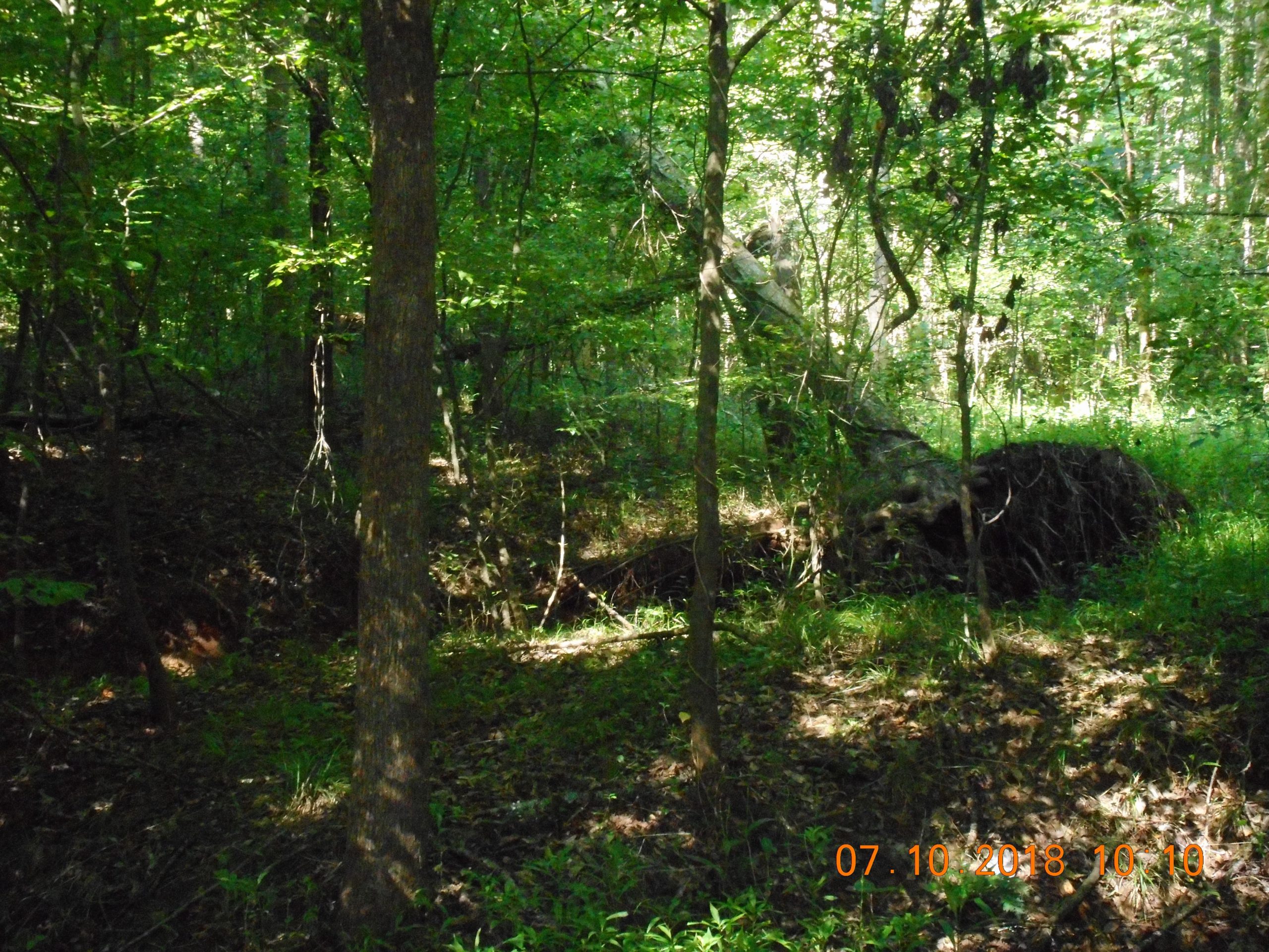 A serene forest scene featuring lush green foliage, tall trees, and a fallen tree with exposed roots. Sunlight filters through the leaves, creating dappled shadows on the forest floor. Yellow River mountain bike trail.