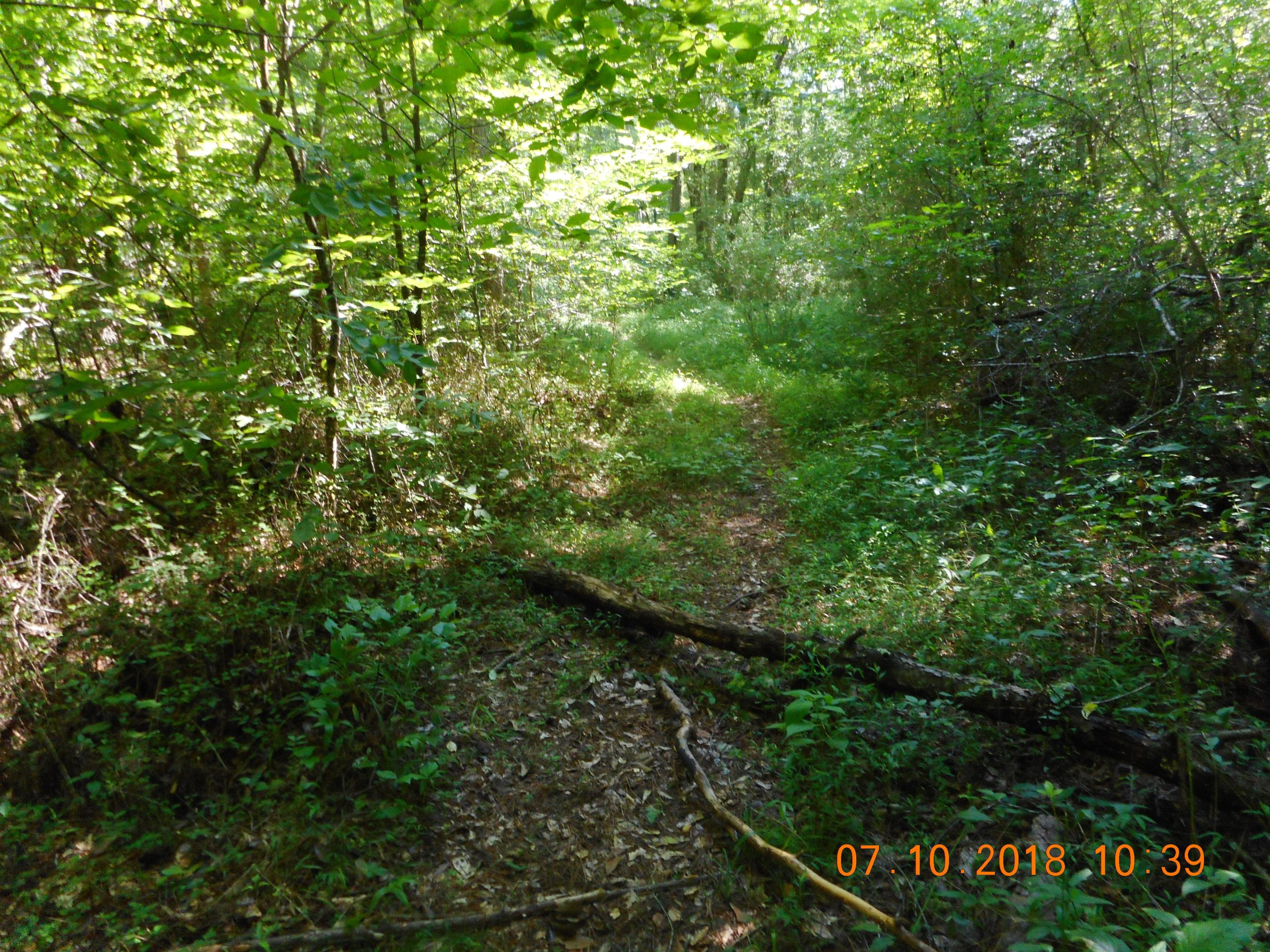 A narrow, winding dirt path through a lush green forest, surrounded by trees and dense undergrowth. Sunlight filters through the leaves, creating a dappled effect on the ground. A fallen log lies across the trail, adding to the natural scenery. Yellow River mountain bike trail.