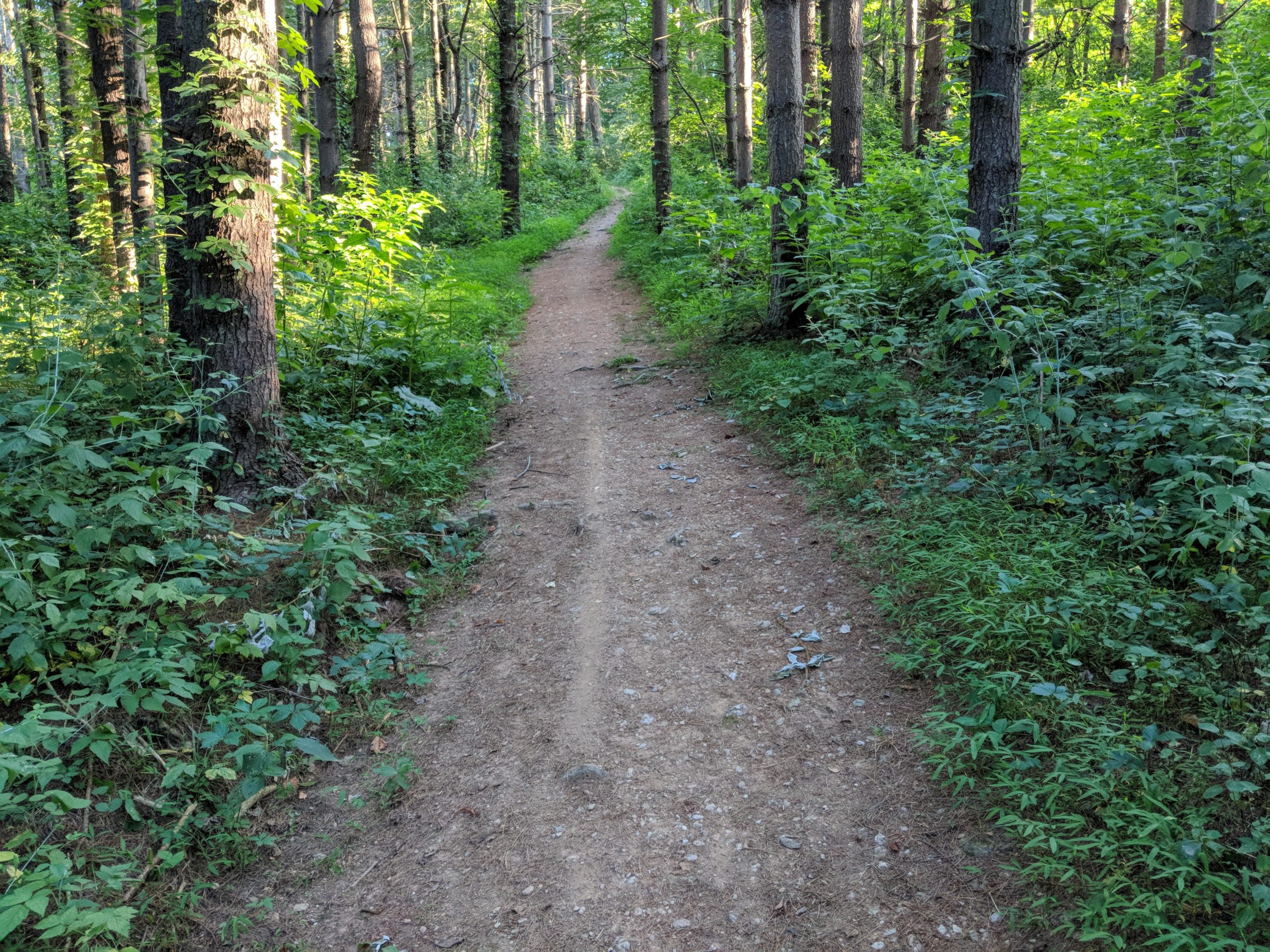 A dirt path winding through a green forest, flanked by tall trees and dense foliage. Sunlight filters through the leaves, illuminating the trail and surrounding vegetation. Hashawha mountain bike trail.