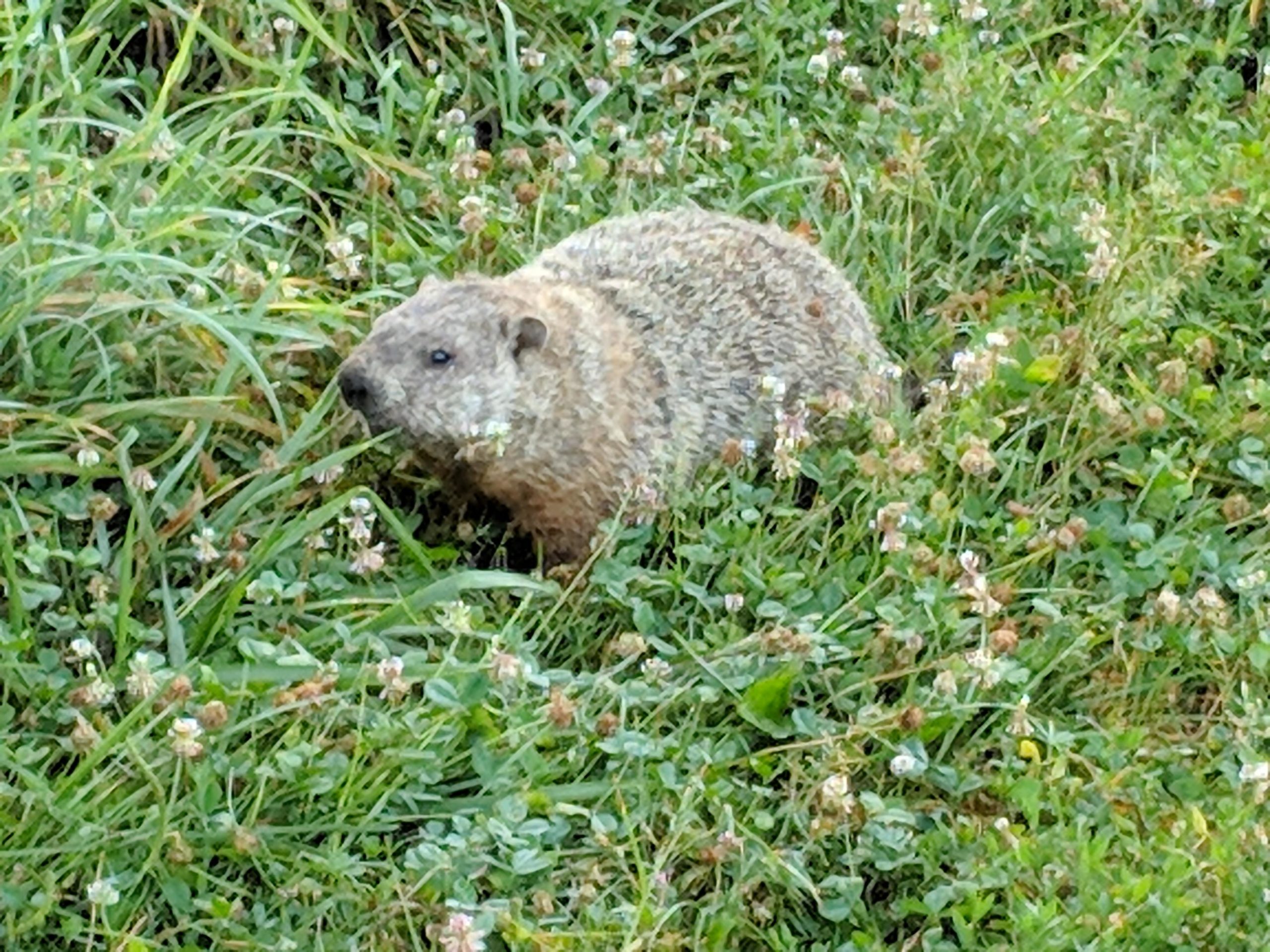 A groundhog is seen foraging in a field of tall grass and clover flowers. The animal has a round body covered in coarse, brownish fur, and it appears to be sniffing the vegetation around it. Hashawha mountain bike trail.