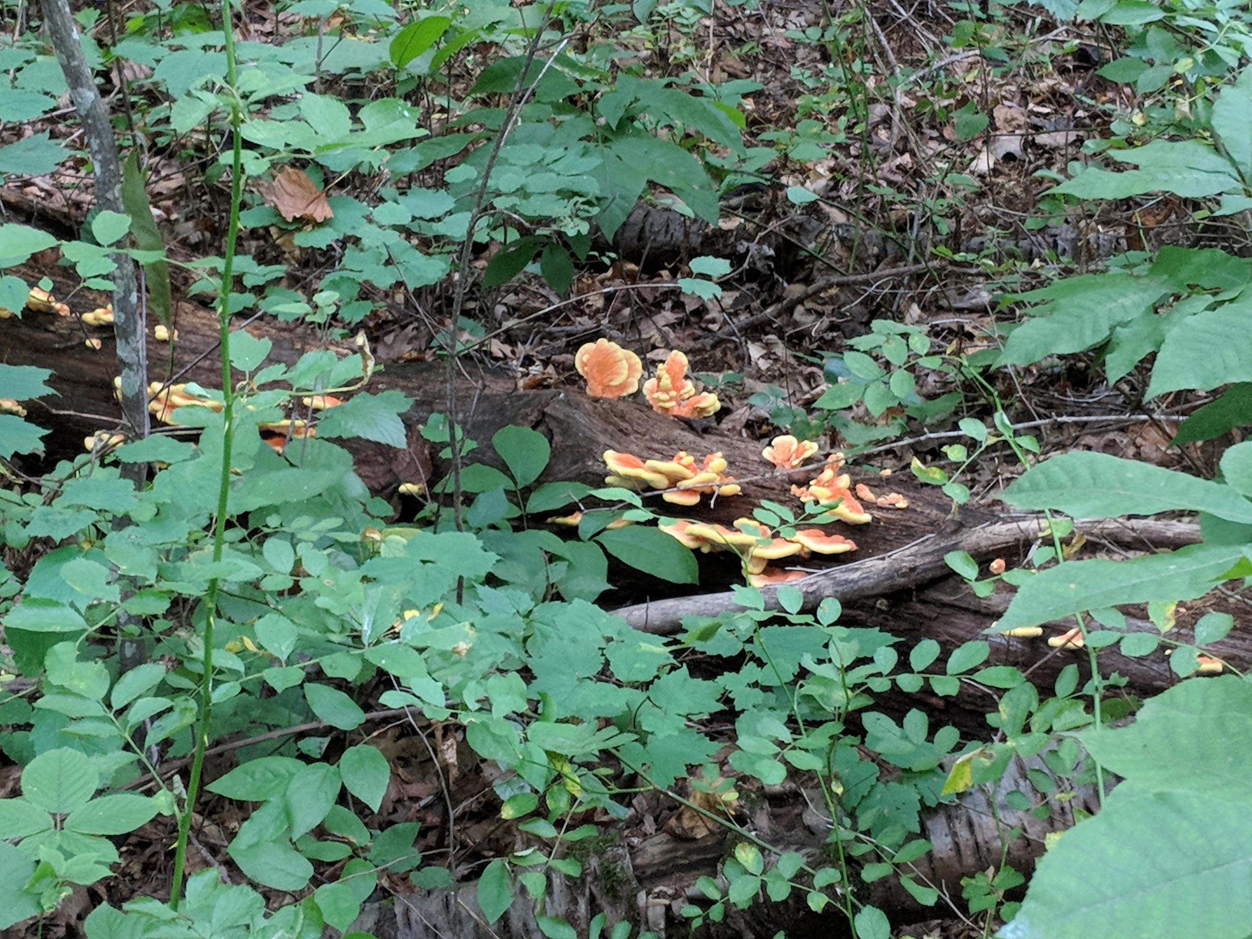 A cluster of orange and yellow mushrooms growing on a decaying log, surrounded by vibrant green foliage and leaves in a shaded forest environment. Hashawha mountain bike trail.