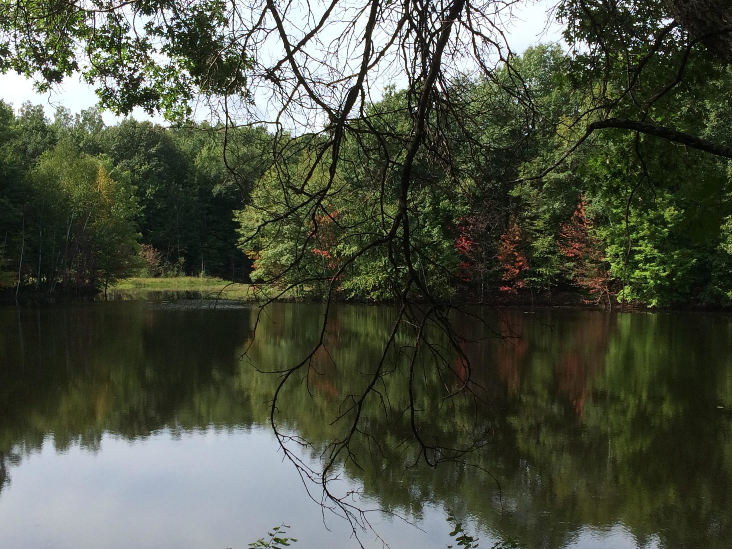 A tranquil lakeside scene featuring calm water reflecting the surrounding lush green trees, with hints of autumn colors appearing in the foliage. The image is framed by branches from a nearby tree, creating a peaceful and serene natural setting. Hickory Ridge mountain bike trail.