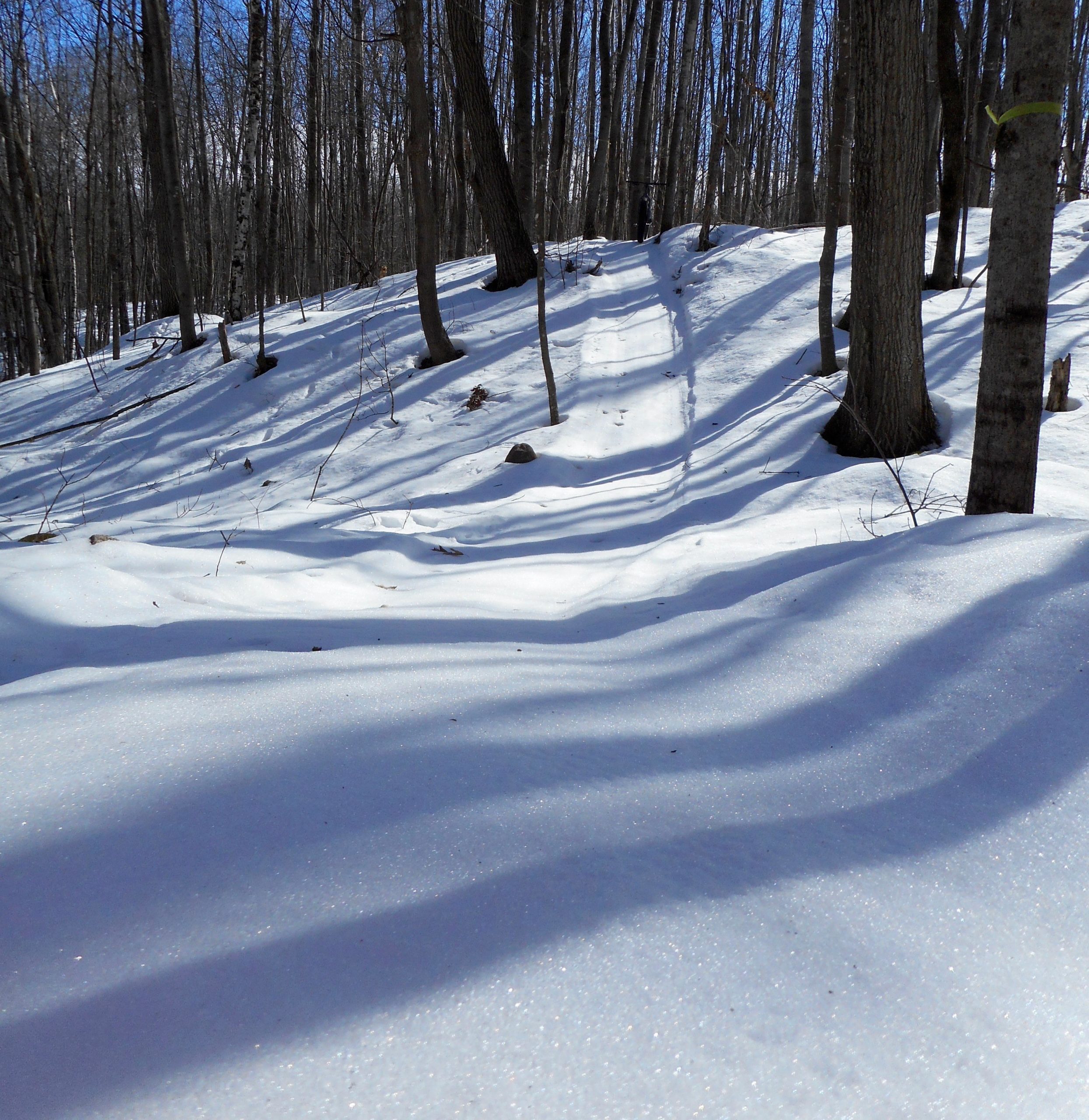 A snowy forest scene featuring a gently sloping landscape covered in fresh, sparkling snow. Tall trees with bare branches are scattered throughout, casting soft shadows on the snow. The bright blue sky overhead contrasts with the white snow, creating a serene winter atmosphere. Hickory Ridge mountain bike trail.