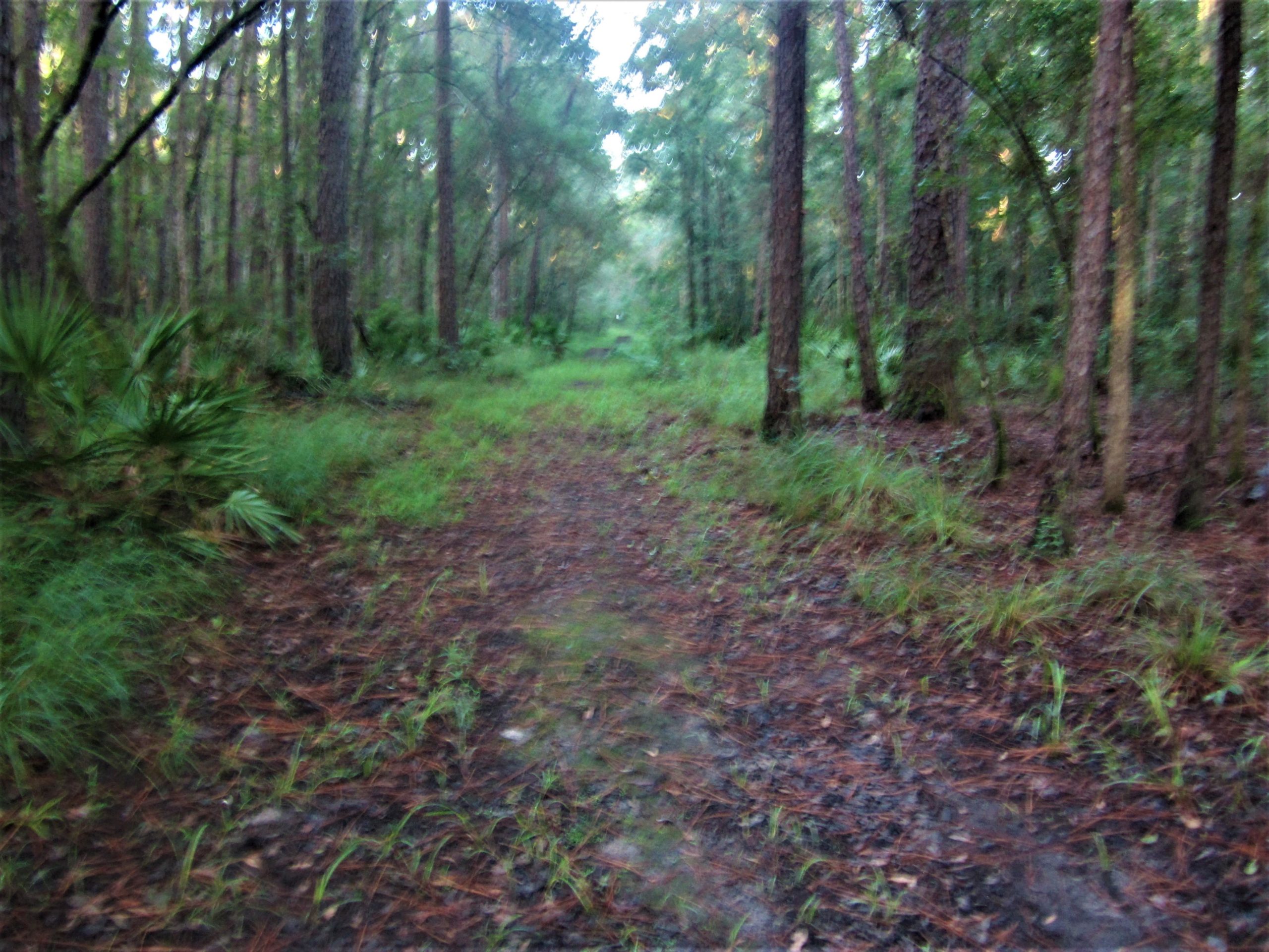 A soft-focused image of a wooded trail surrounded by tall trees and greenery. The trail is overlaid with fallen leaves and grass, leading into the forest. The atmosphere appears serene and slightly foggy, suggesting early morning or late afternoon light. Langdale Park Trail System mountain bike trail.