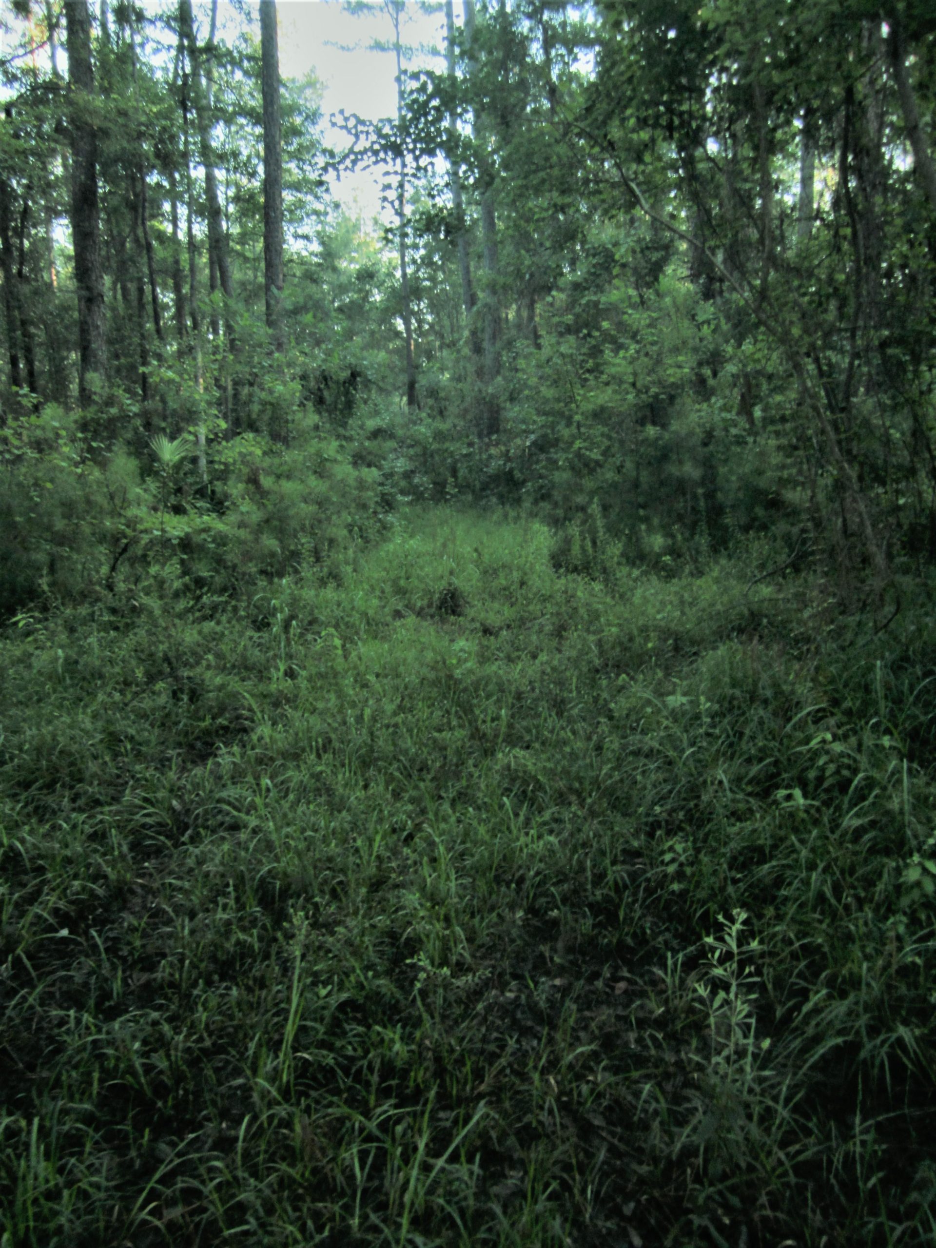 A dense, green forest scene featuring tall trees and thick undergrowth. The pathway is overgrown with grass and surrounded by a variety of plants, creating a lush, natural environment. The sunlight filters through the leaves, suggesting a tranquil, secluded spot in nature. Langdale Park Trail System mountain bike trail.