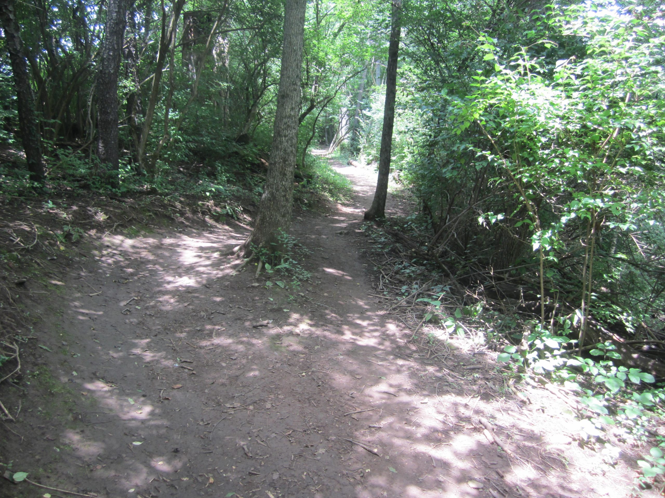 A narrow dirt path winding through a lush forest, lined with trees and greenery. Sunlight filters through the leaves, casting dappled shadows on the ground. The path appears well-trodden, suggesting frequent use by hikers or nature enthusiasts. Veterans Park mountain bike trail.