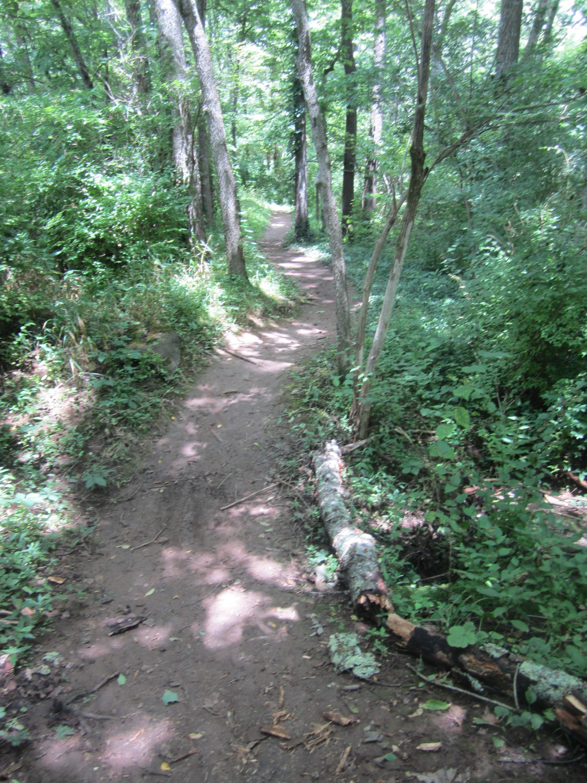 A narrow, winding dirt path surrounded by lush green vegetation and trees, with a fallen log lying beside the trail. Sunlight filters through the canopy, creating patches of light and shadow on the path. Veterans Park mountain bike trail.