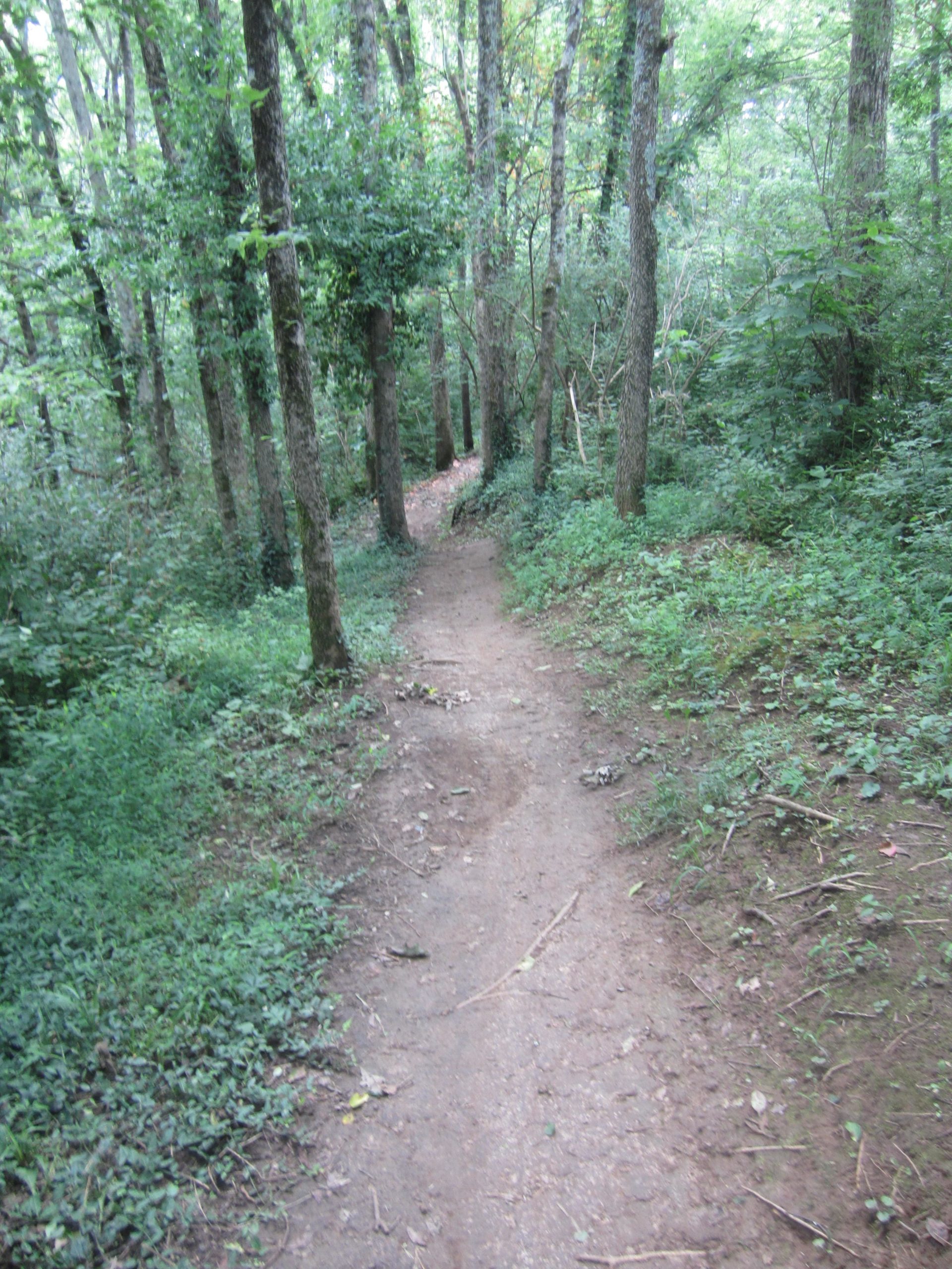 A dirt path winding through a lush green forest, lined with tall trees and dense foliage on either side. The path appears well-trodden and leads into the distance, inviting exploration of the natural scenery. Veterans Park mountain bike trail.