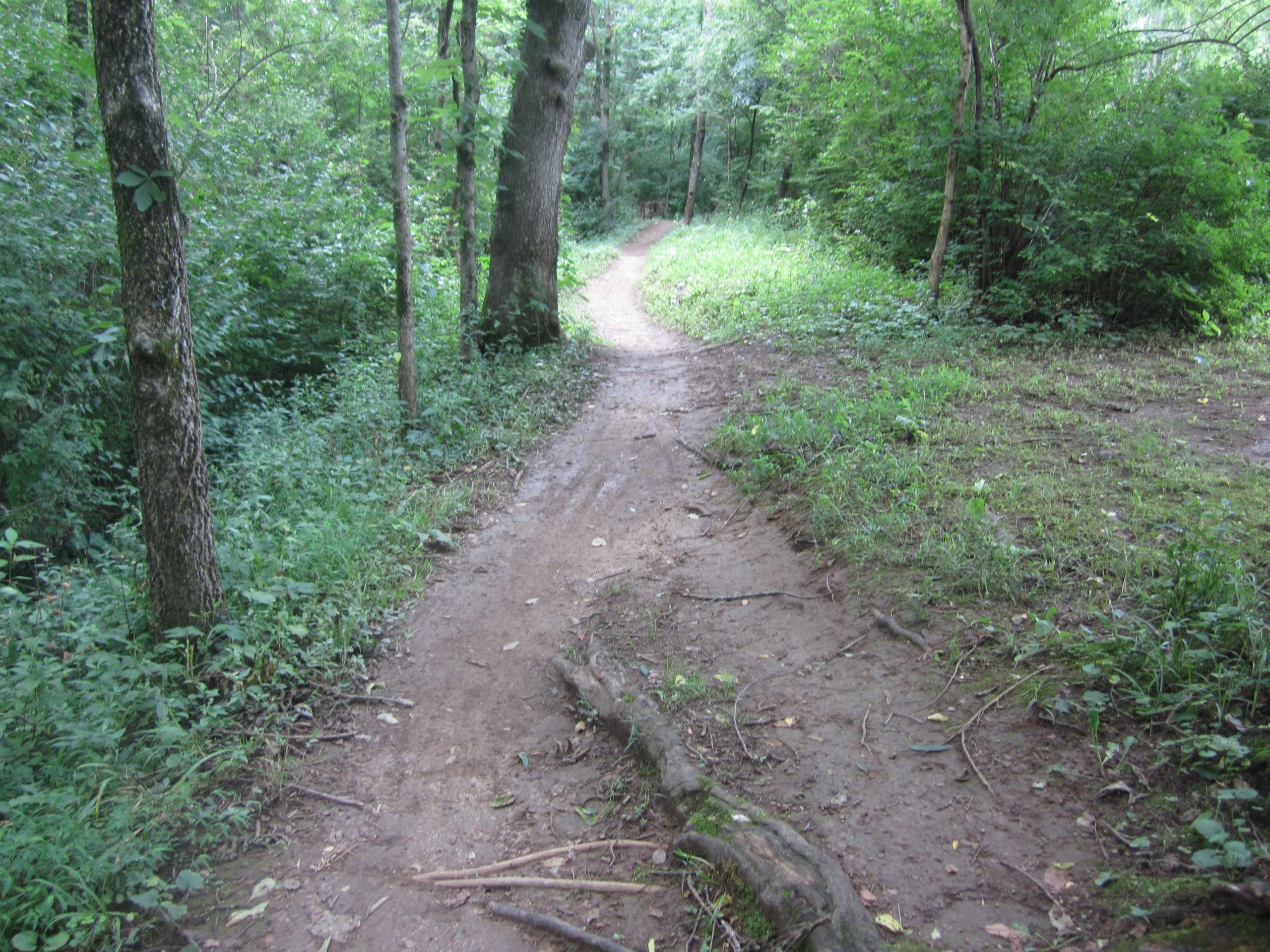 A narrow, winding dirt path through a lush green forest, flanked by tall trees and dense vegetation on either side. Veterans Park mountain bike trail.