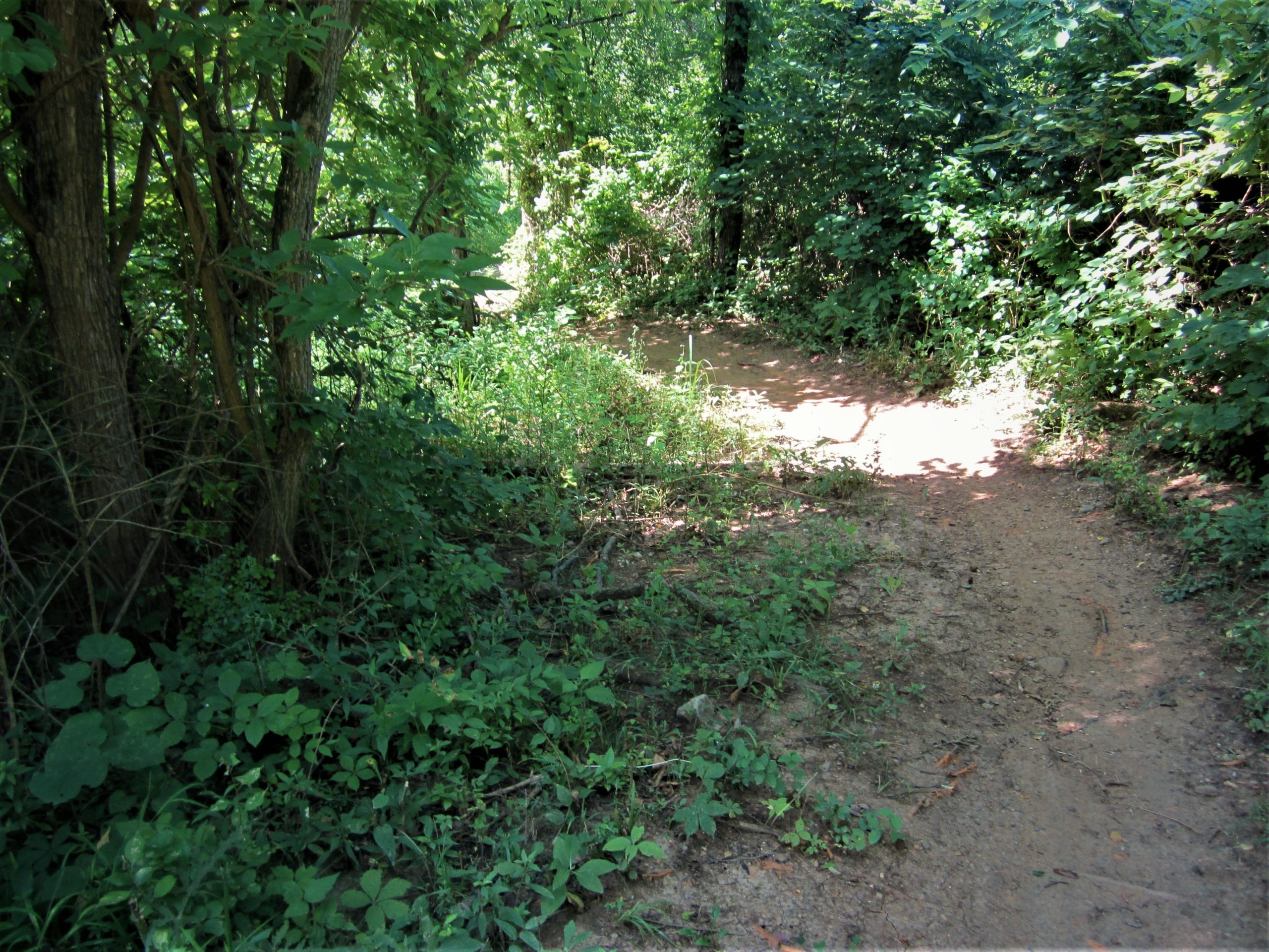 A narrow dirt path winding through a lush green forest, surrounded by tall bushes and trees, with sunlight filtering through the leaves. The path leads into a shaded area, inviting exploration of the natural surroundings. MoMBA @ Huffman MetroPark mountain bike trail.