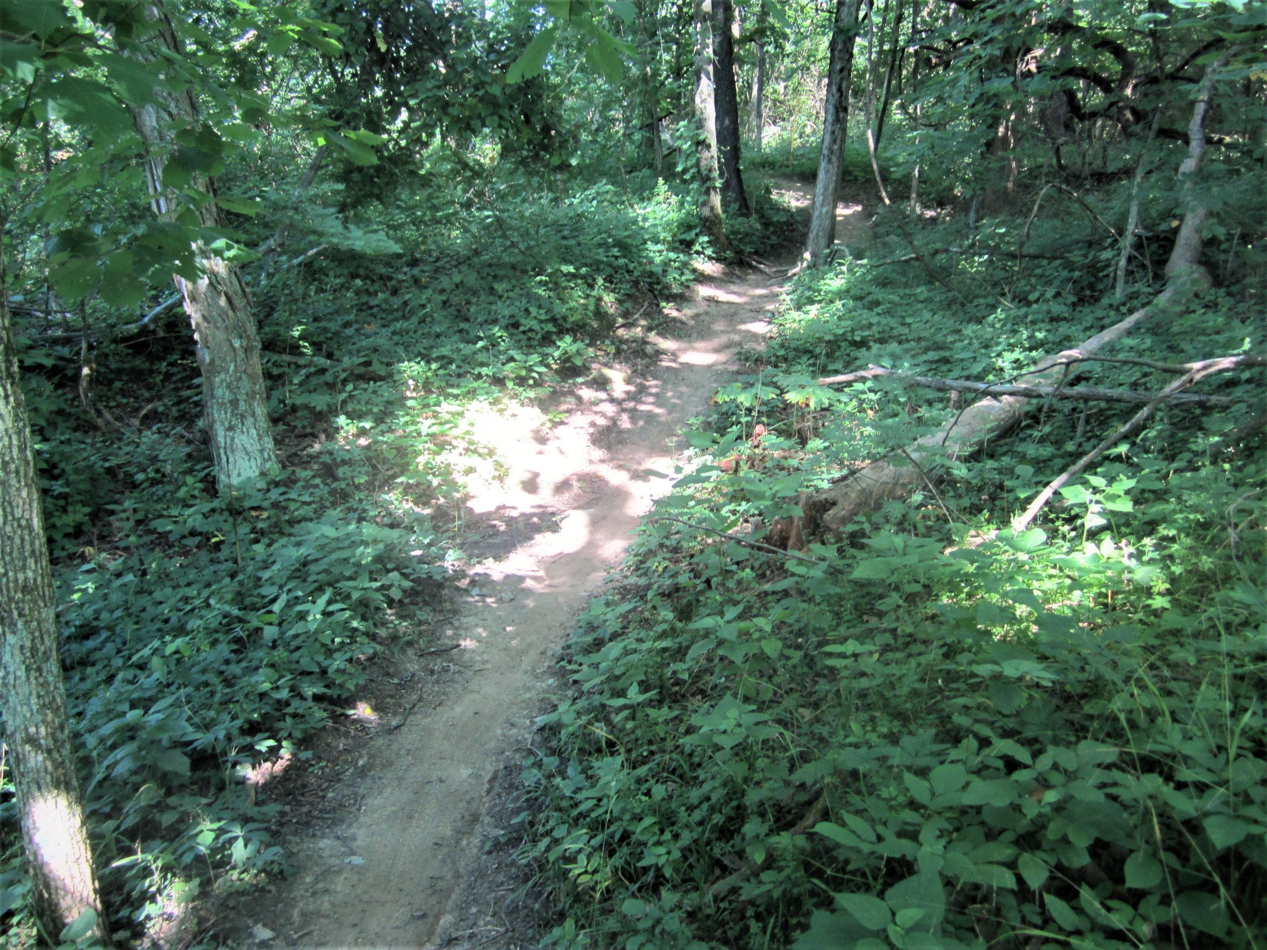 A dirt pathway winding through a lush, green forest, surrounded by tall trees and dense underbrush, with sunlight filtering through the leaves. MoMBA @ Huffman MetroPark mountain bike trail.