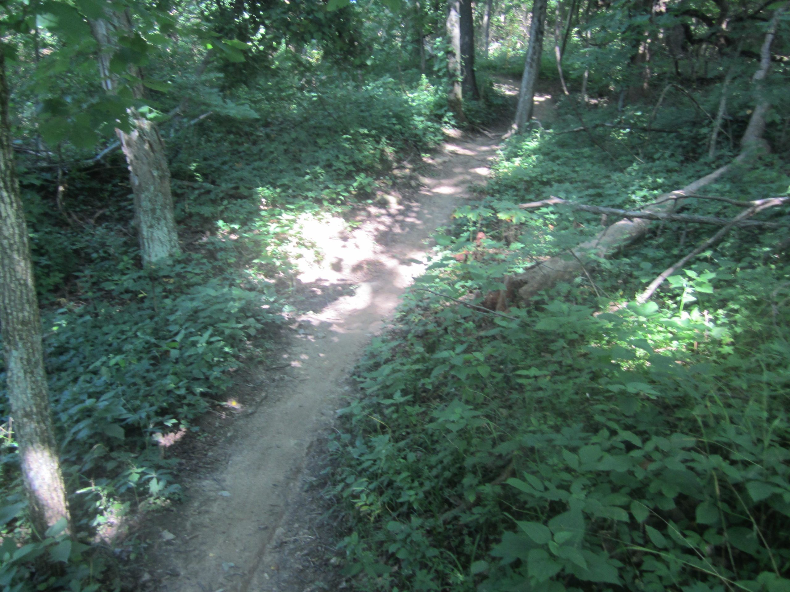 A winding dirt path through a lush green forest, surrounded by trees and dense vegetation. Sunlight filters through the leaves, creating dappled light on the ground, with shadows cast by nearby trees and underbrush. MoMBA @ Huffman MetroPark mountain bike trail.