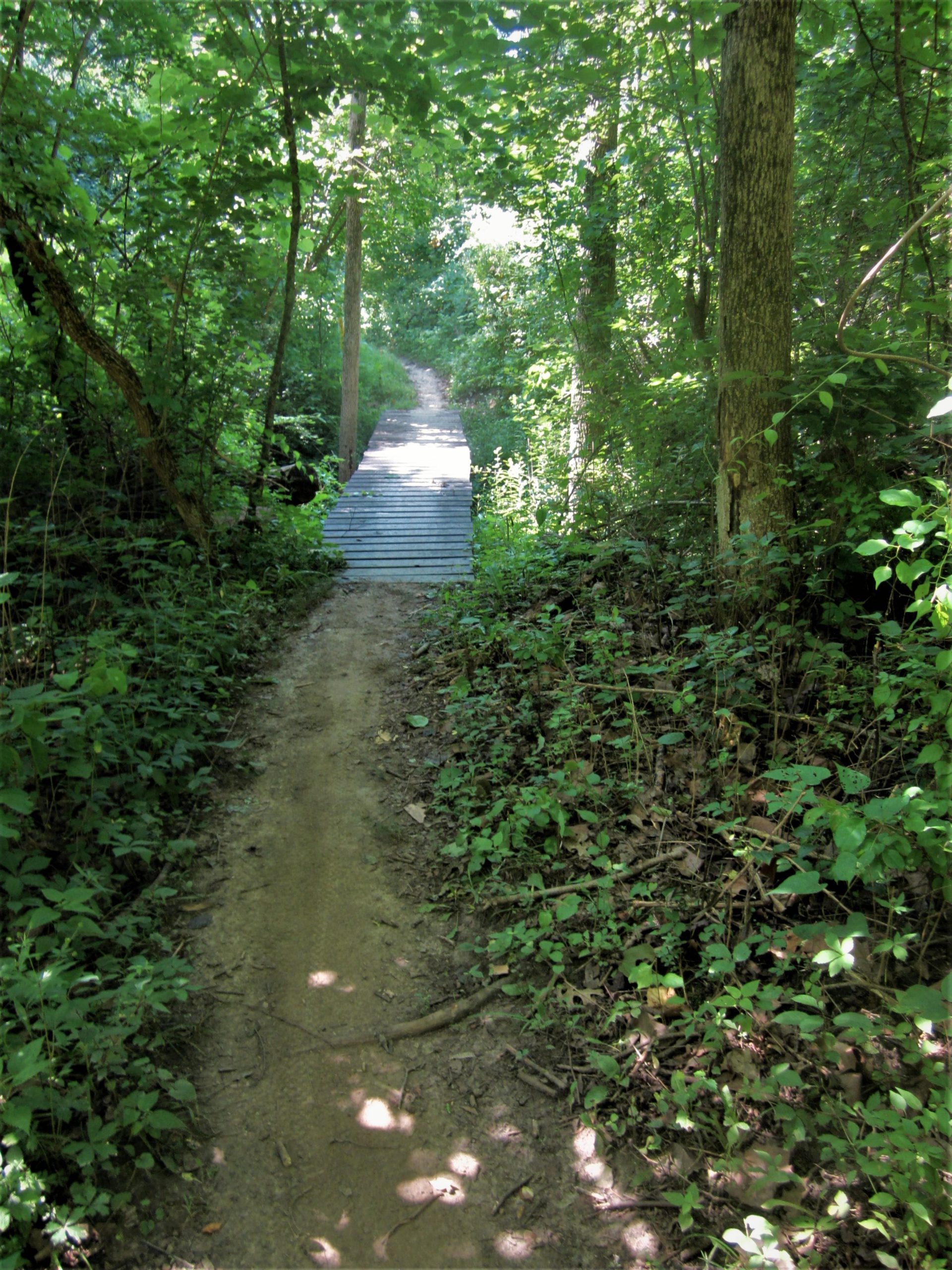 A narrow dirt path leading through a lush green forest, with a wooden bridge crossing over a small creek in the background. Sunlight filters through the trees, creating dappled light on the ground. MoMBA @ Huffman MetroPark mountain bike trail.