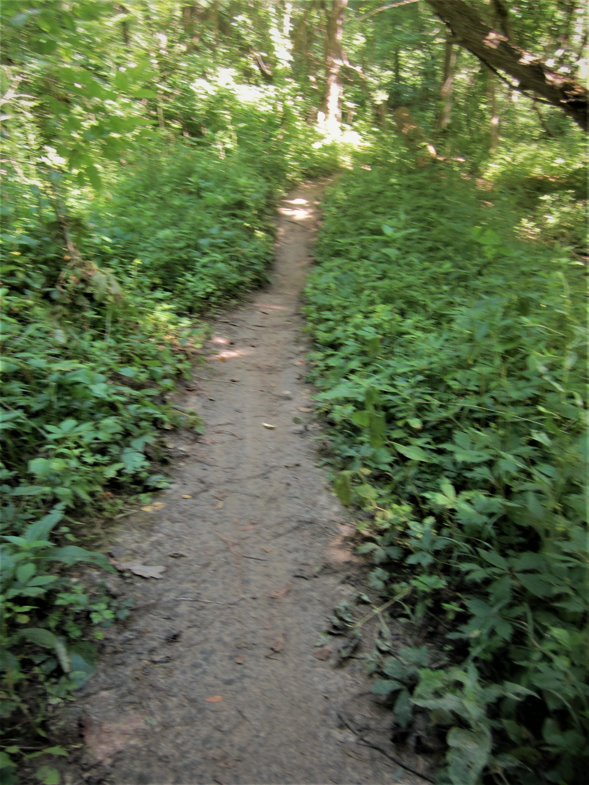 Narrow dirt path winding through lush green vegetation in a wooded area. Sunlight filters through the trees, creating a serene outdoor atmosphere. MoMBA @ Huffman MetroPark mountain bike trail.